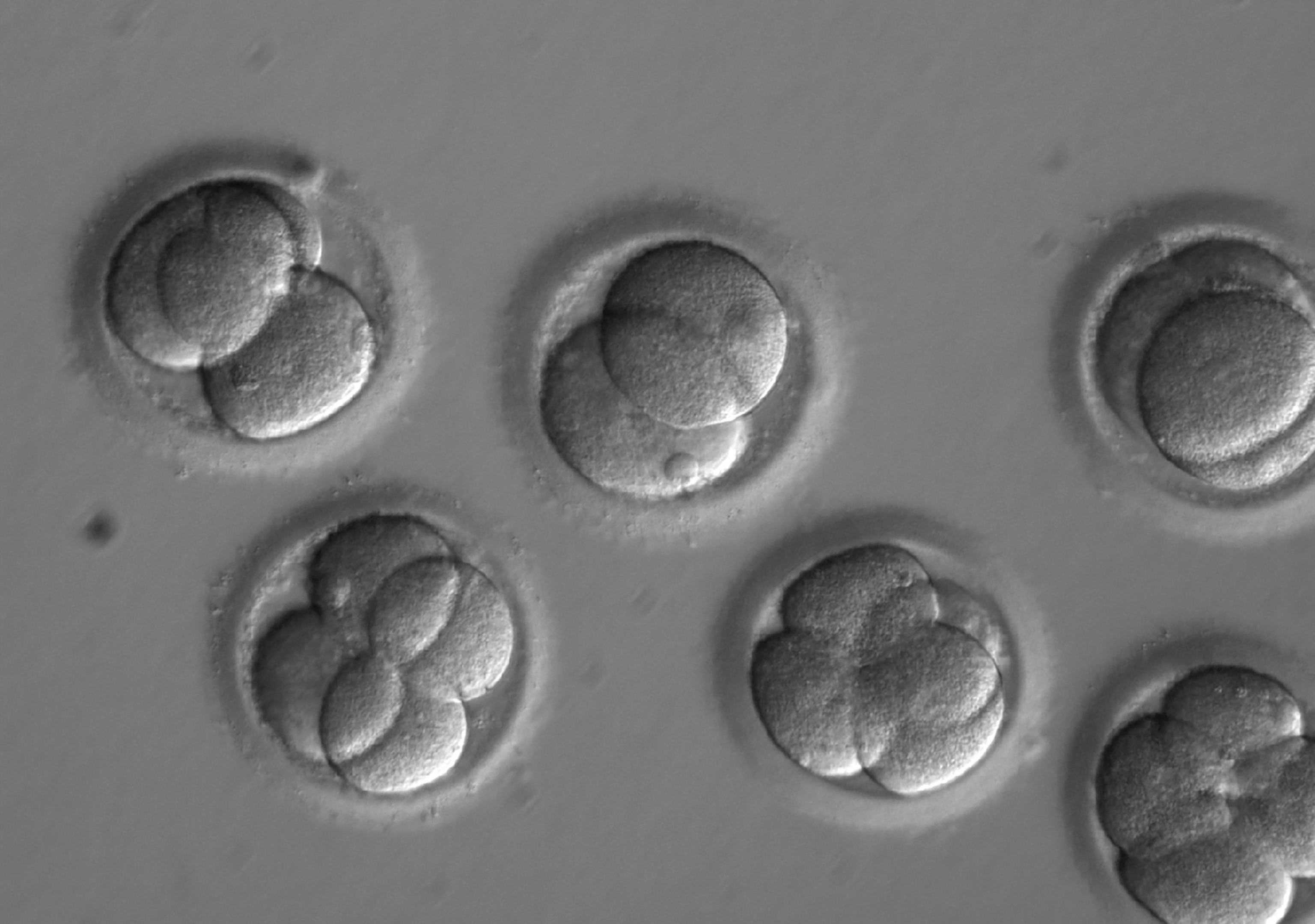 embryos