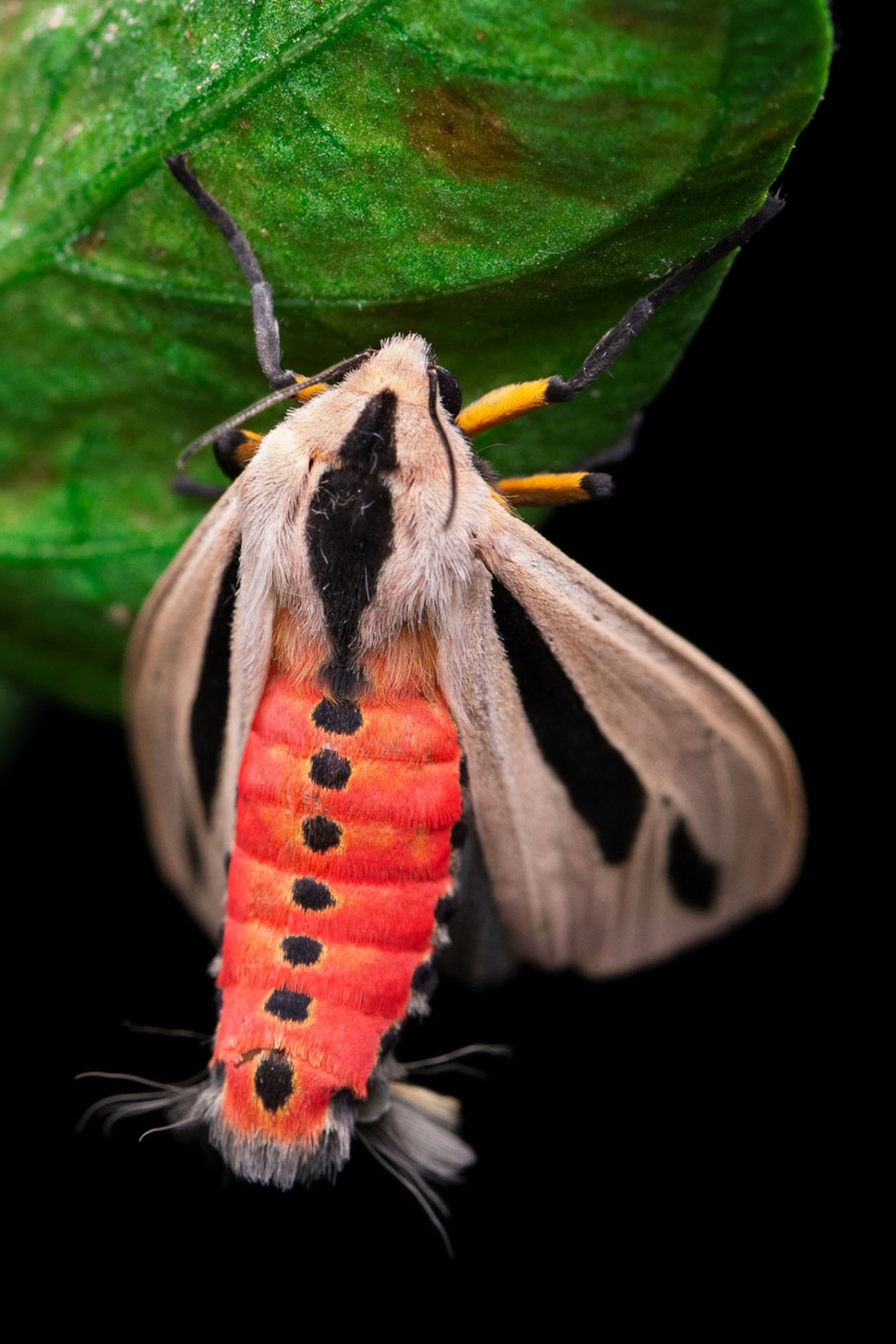 male moth without fluffy tail.