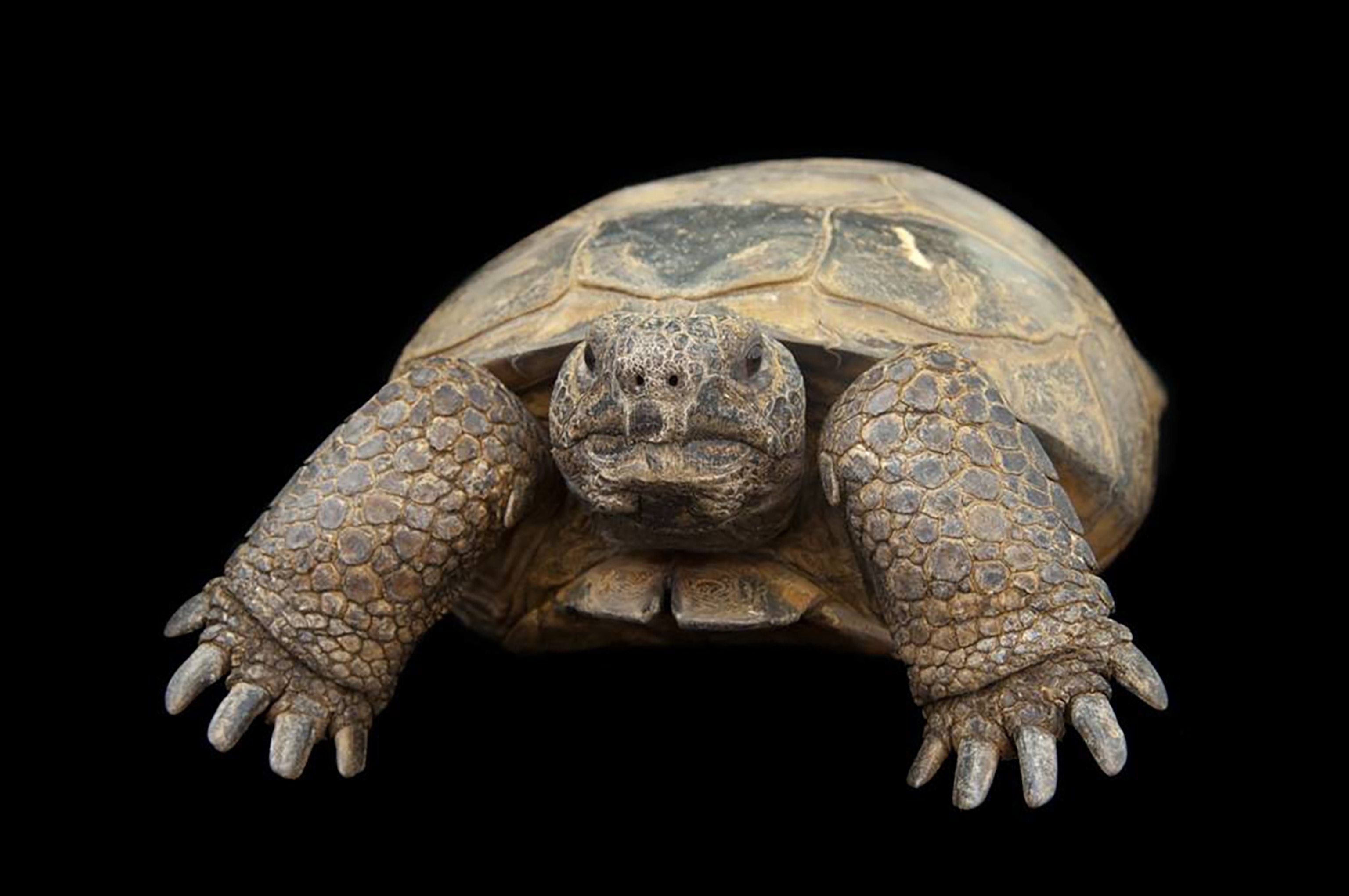 A tortoises leg pokes out as it stands and faces the camera.