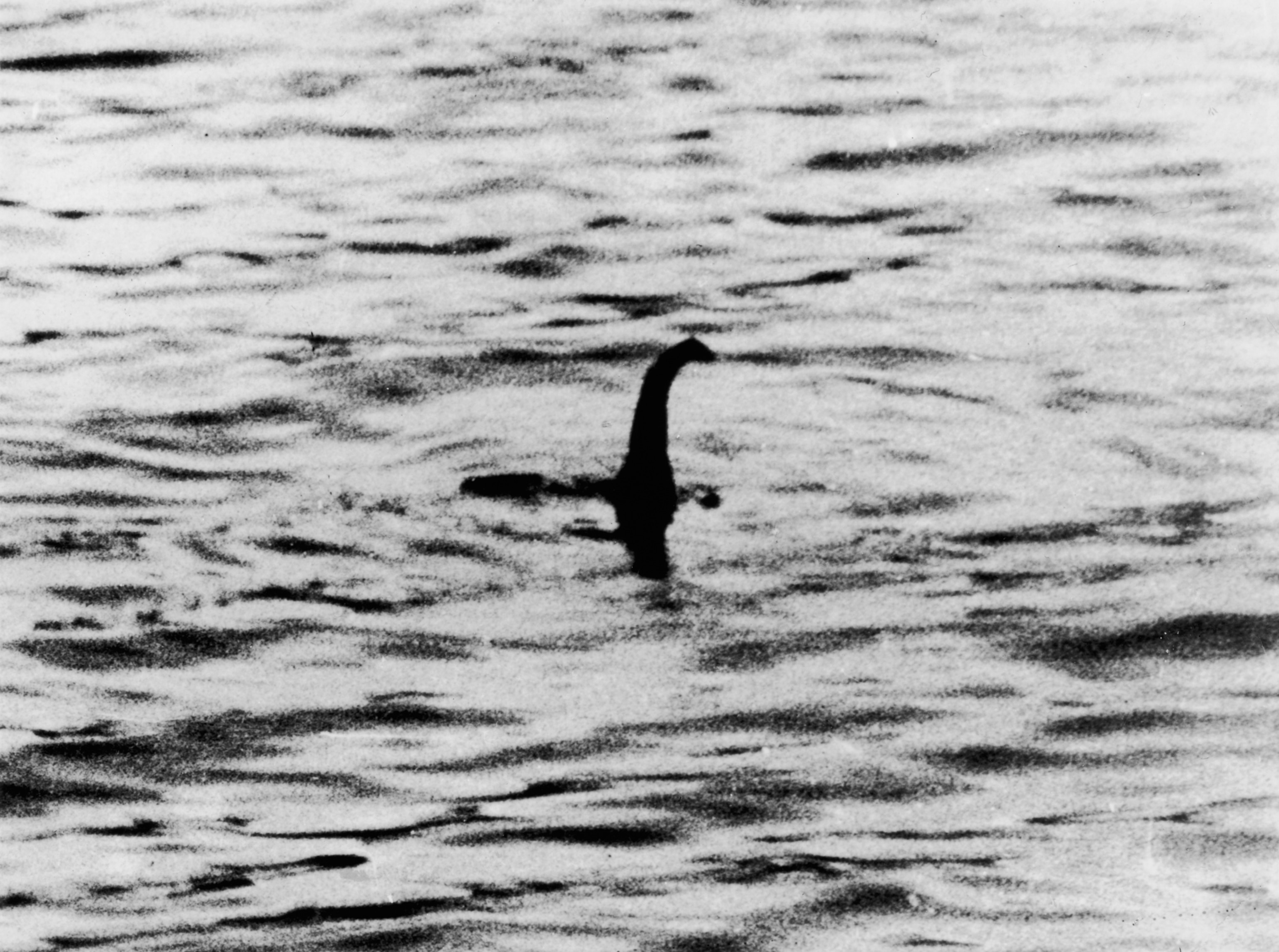 Creature stick head out of water