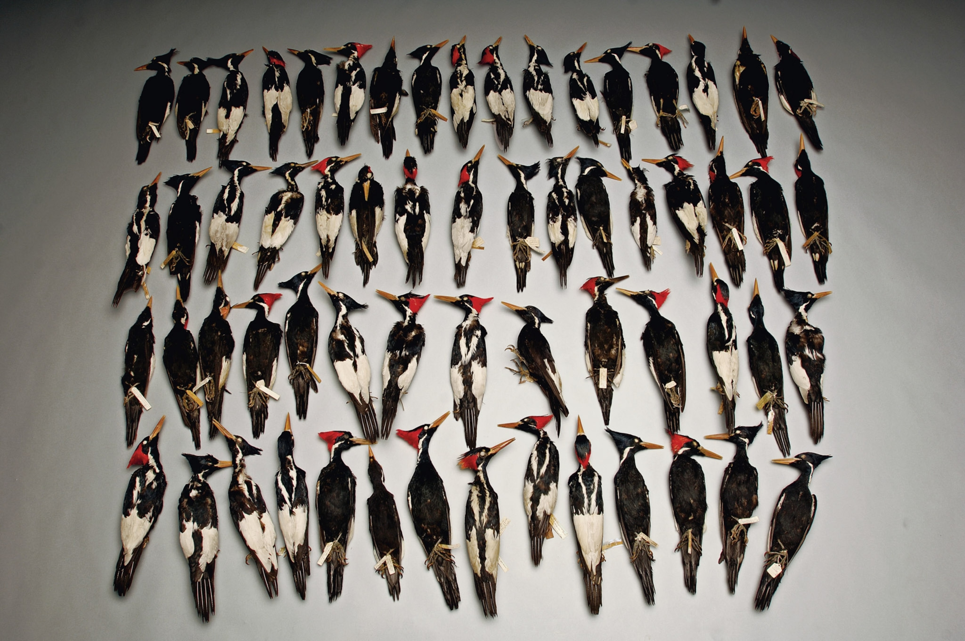 Red white and black feathers fill the table a collection of dead birds fill a flat surface.