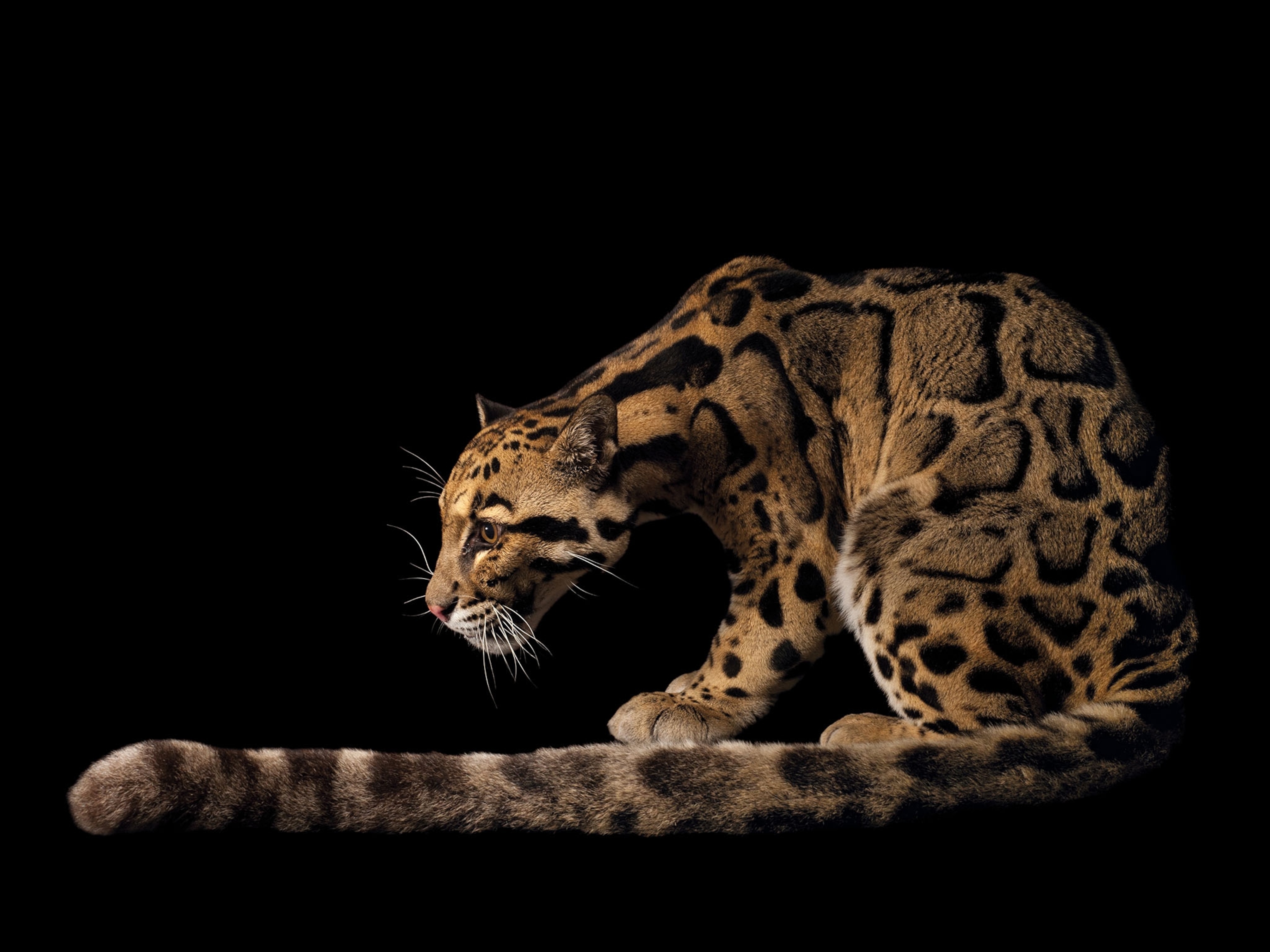 a clouded leopard