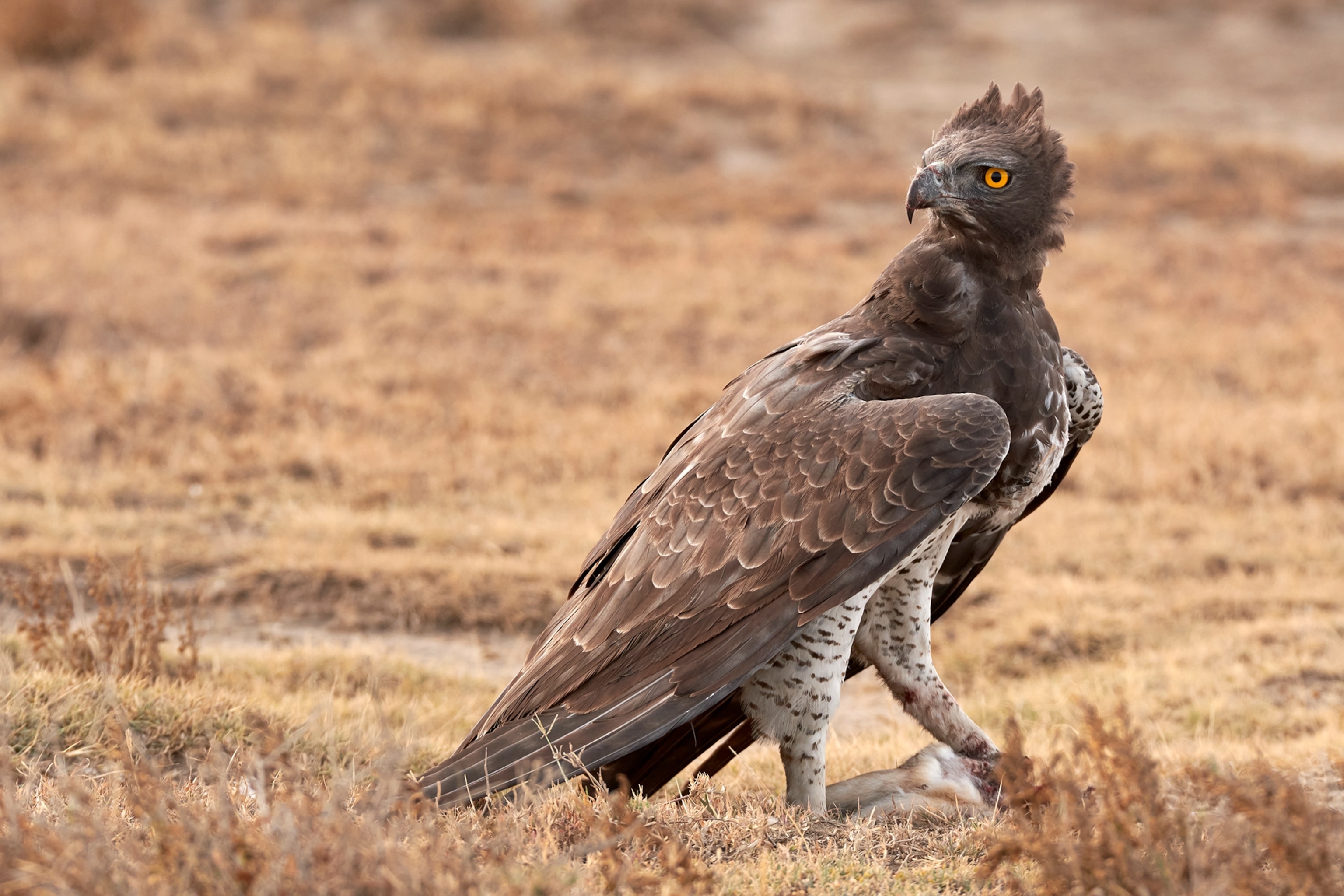 An eagle with dark feathers on it's wing and head, and white feathers on its legs and chest stands on top of prey.