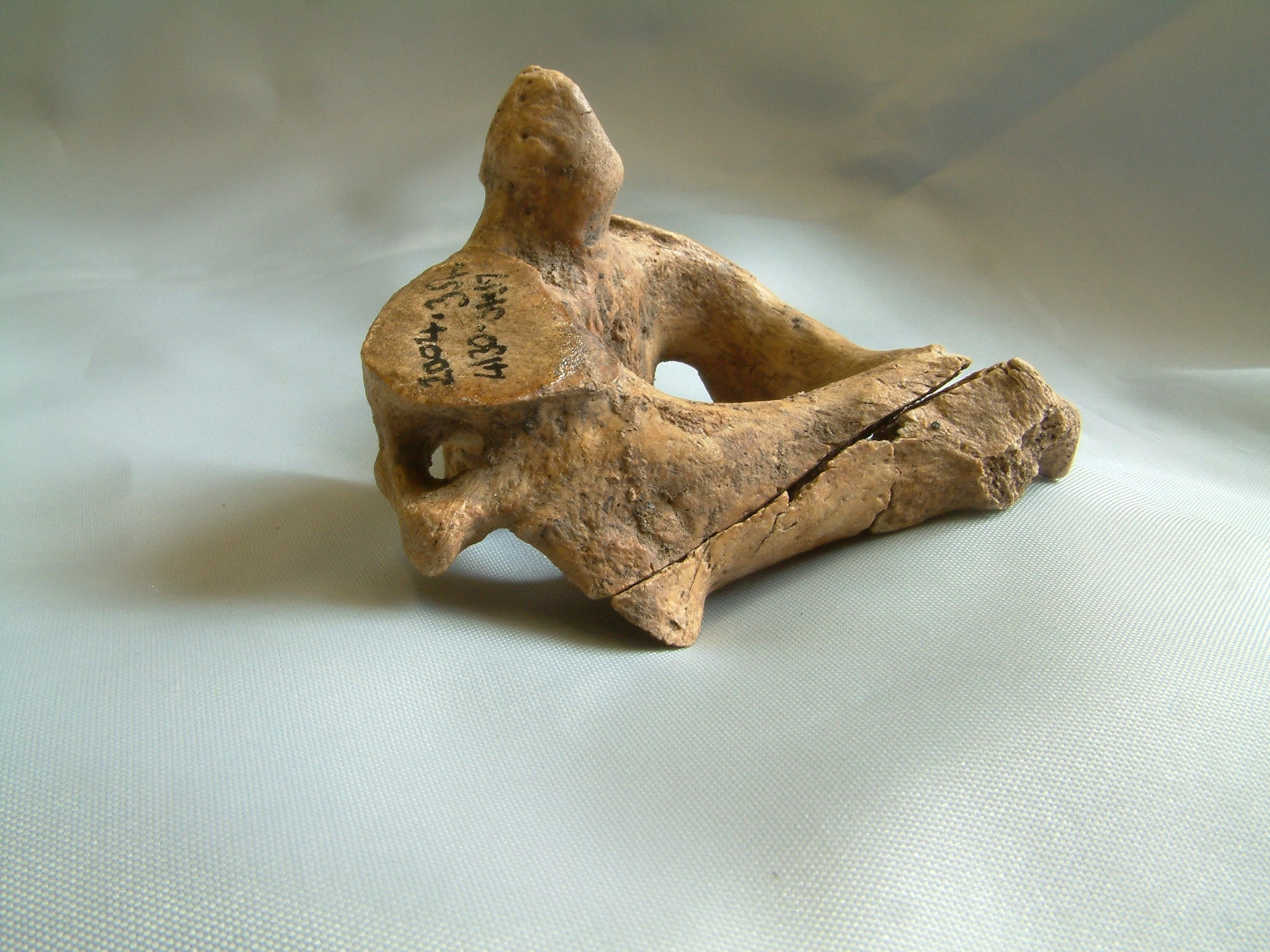 cervical (neck) vertebrae of decapitations from the Roman-age skeletons found