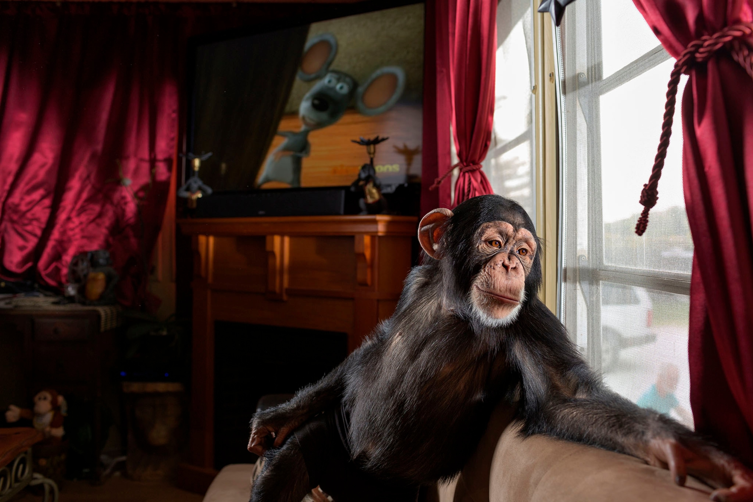 chimpanzee