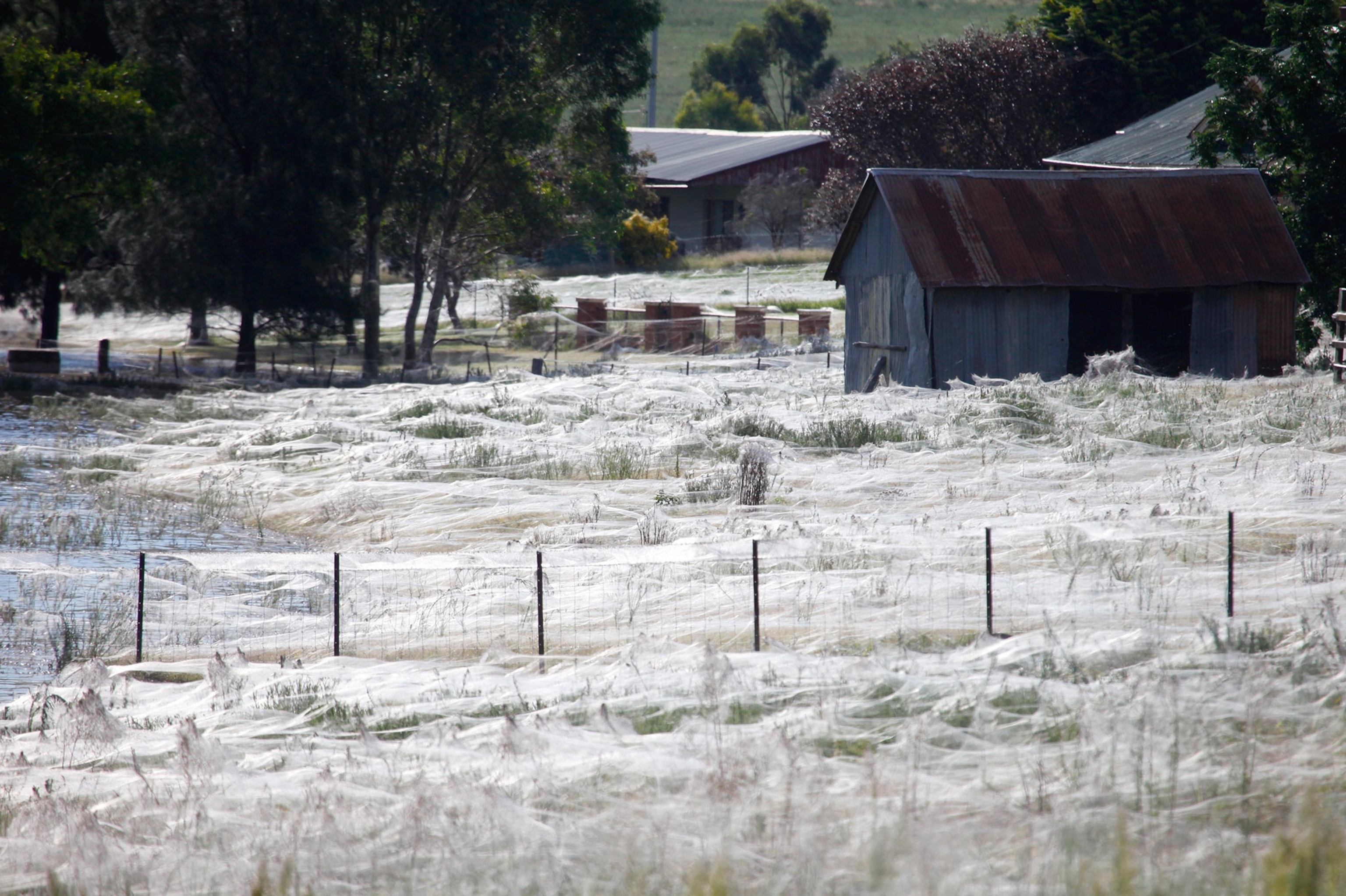 spider webs covering the ground in Australia