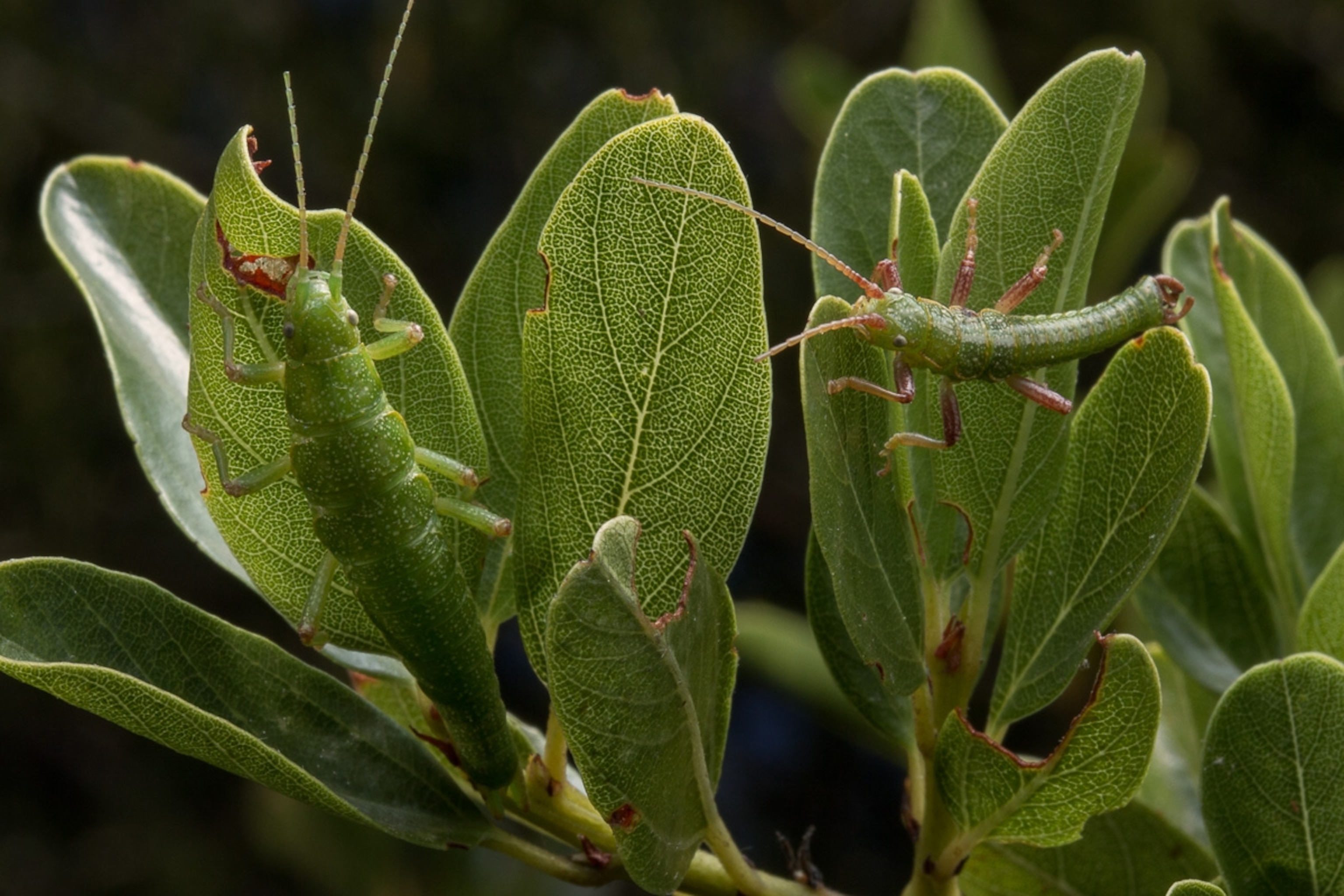 walking stick insects