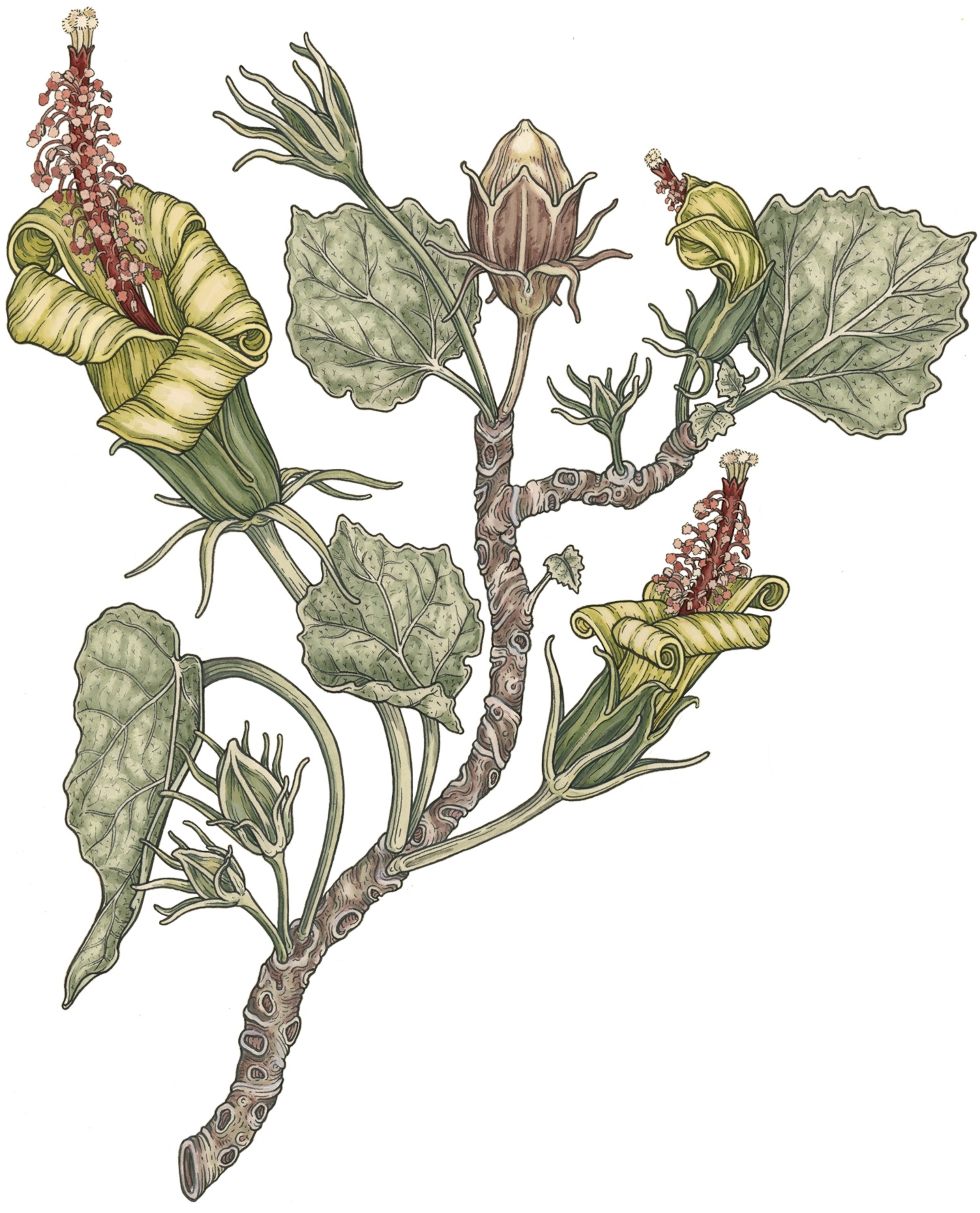 illustration of a flowering tree