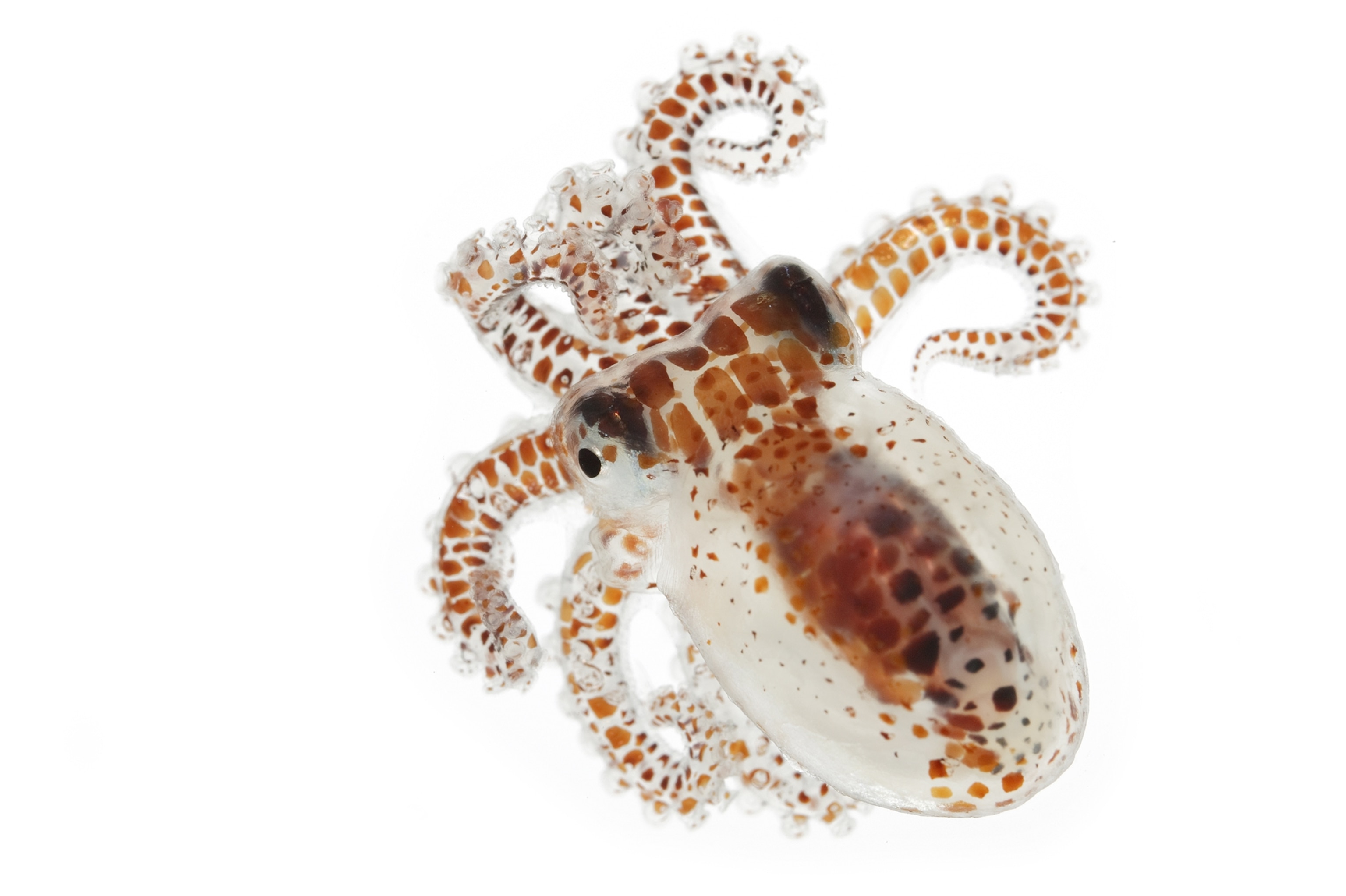 This young octopus surfaces under cover of darkness to feed.