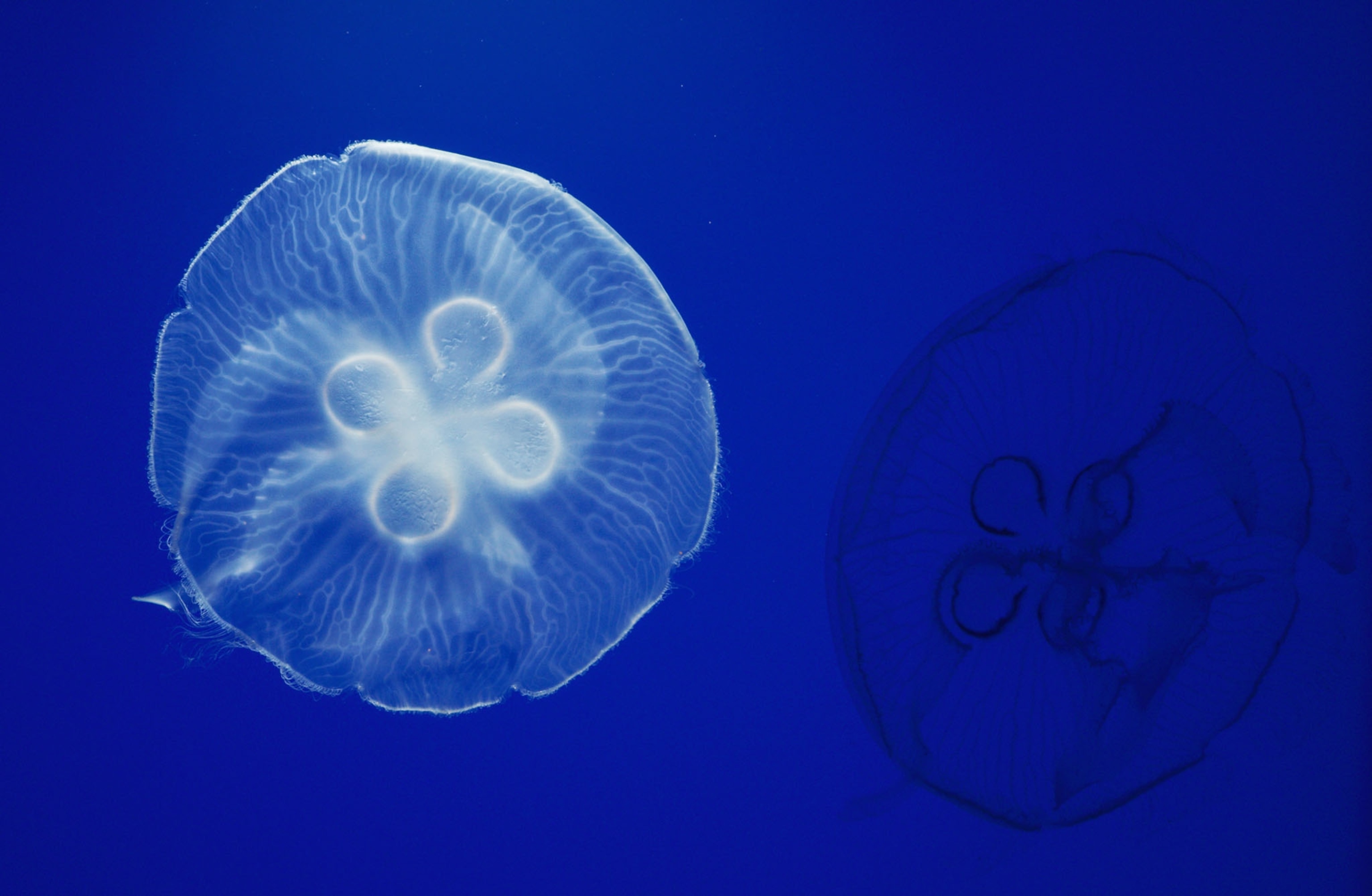 jellyfish on cobalt-blue background.