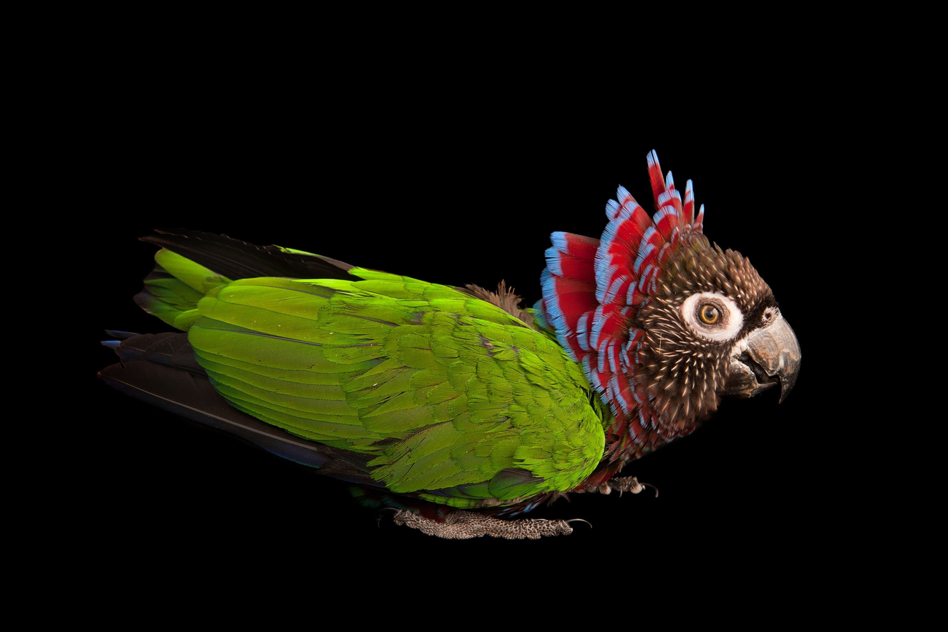 a Brazilian hawk-headed parrot