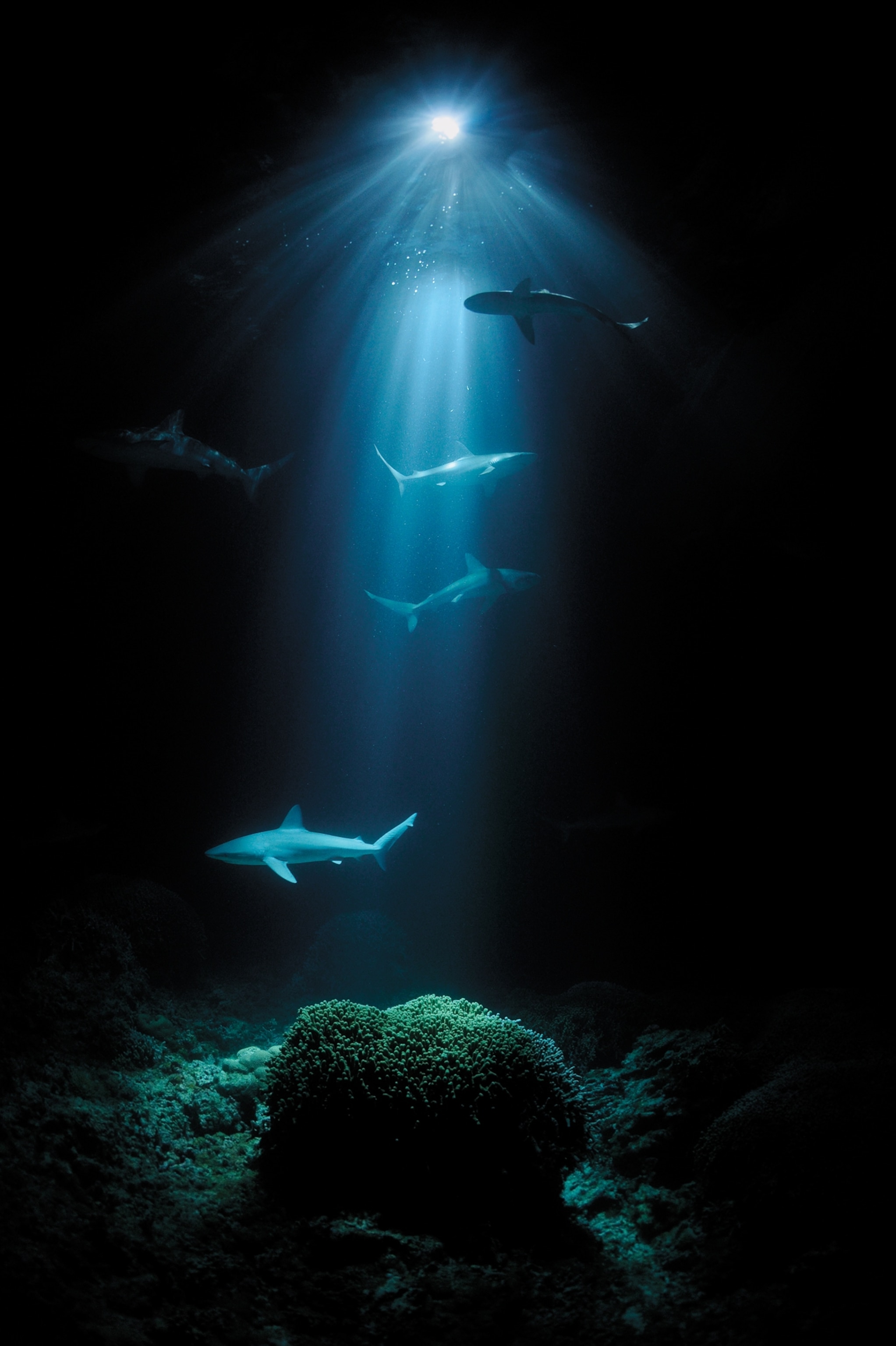 Picture of white sharks and green sea bottom lit from above.