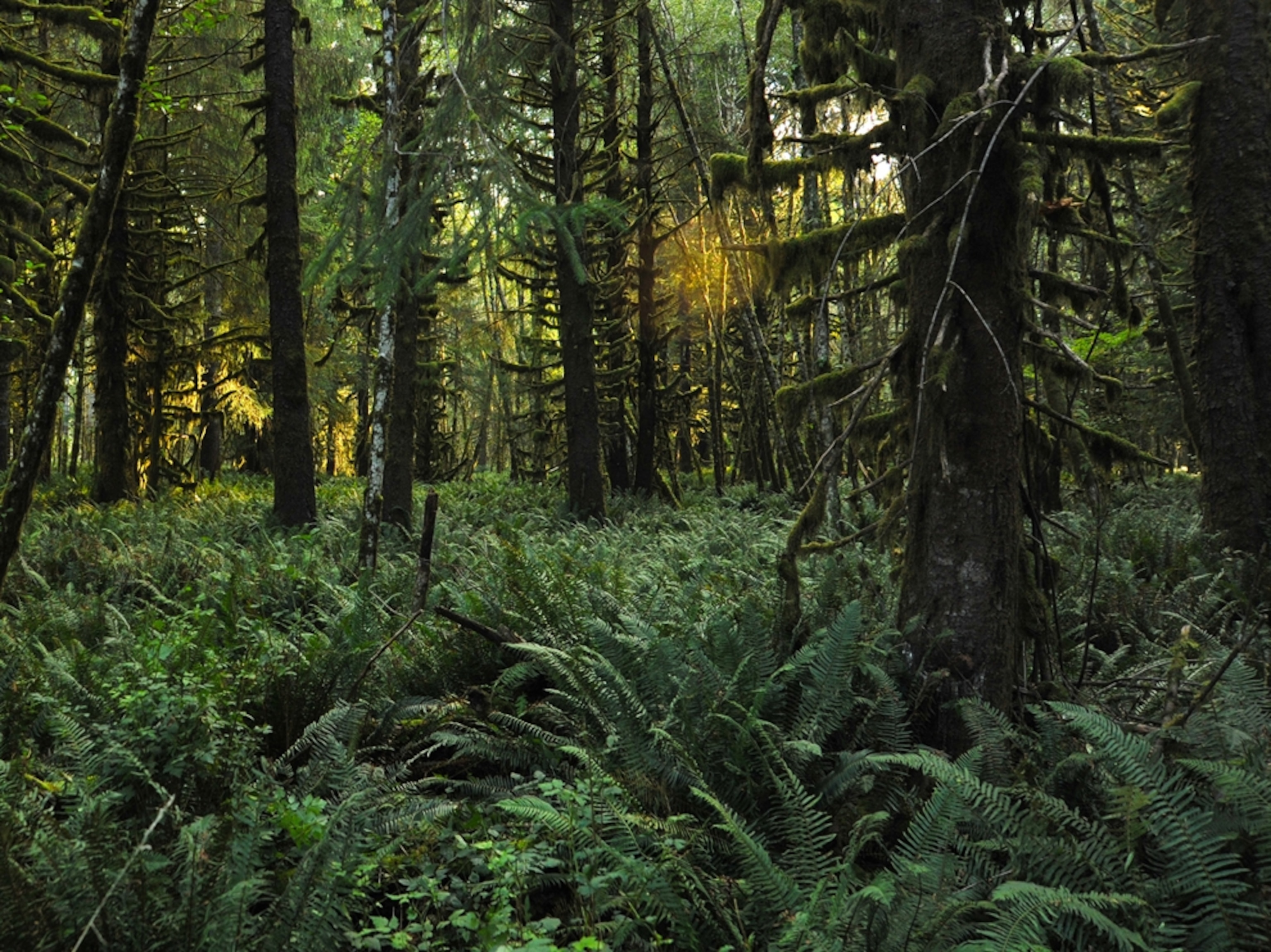 temperate rain forest at Olympic National Park, Washington