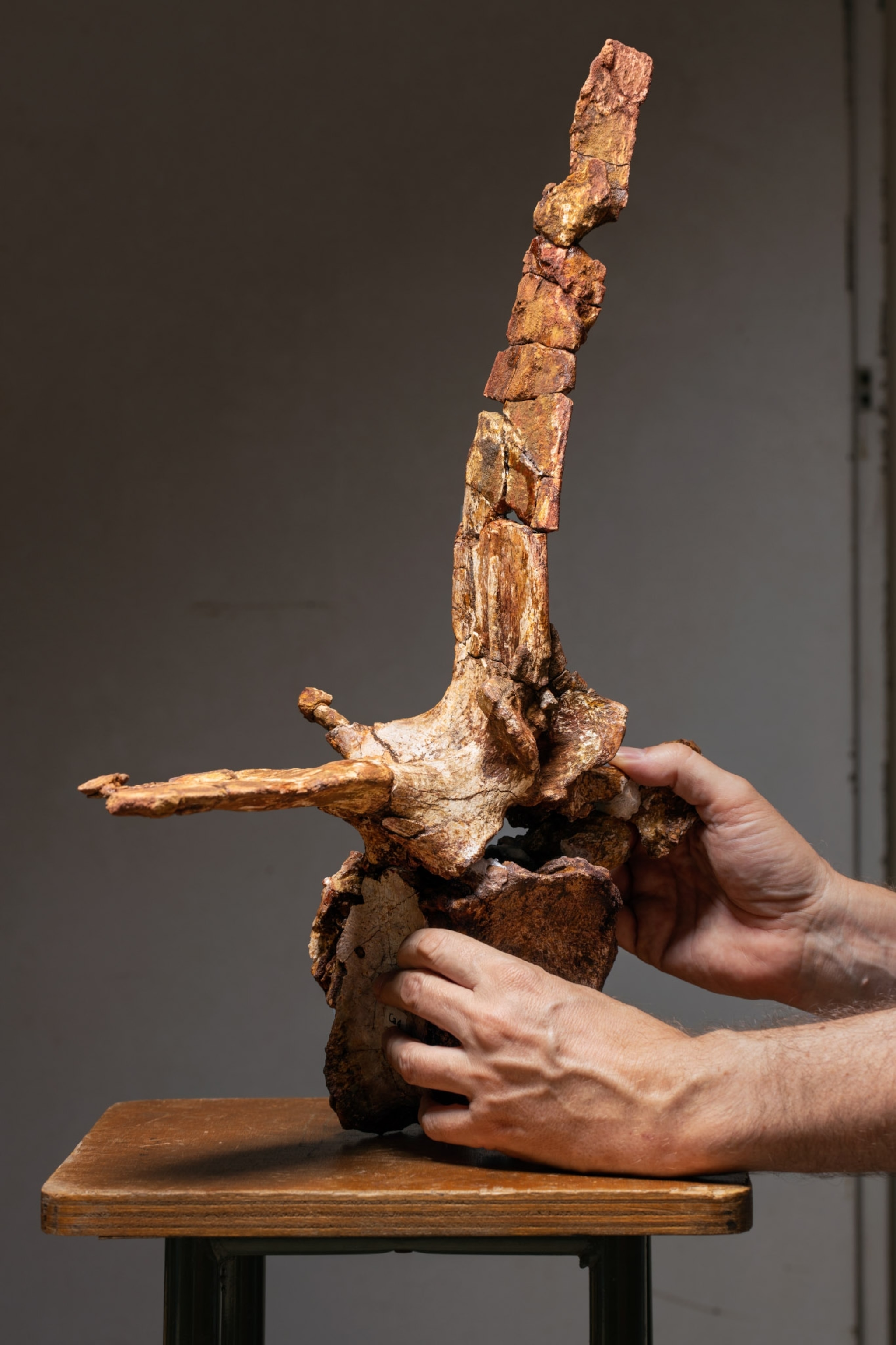 hands tending to a large fossil