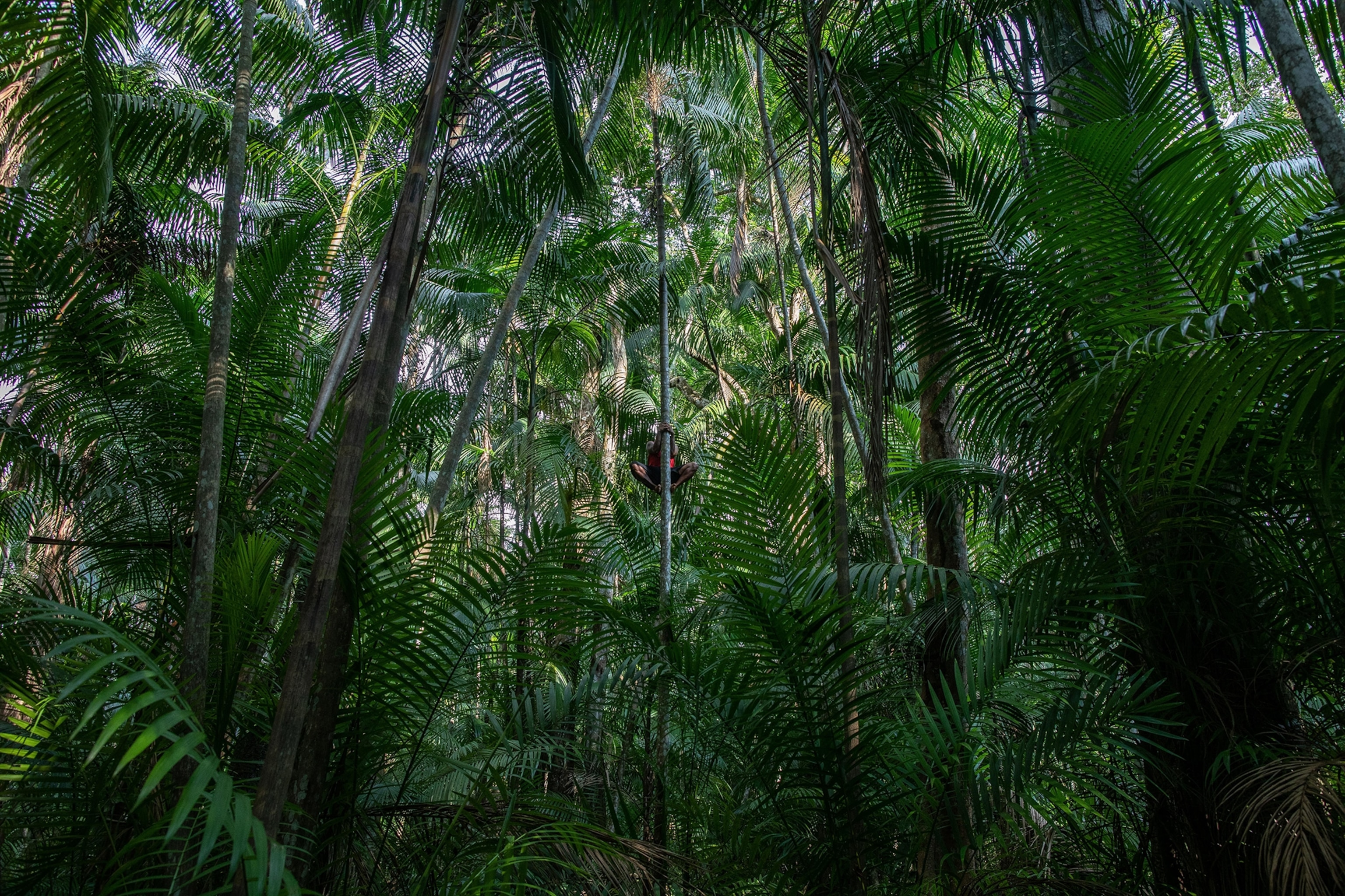A man climbs to harvest açaí berries surounded by lush green leaves.