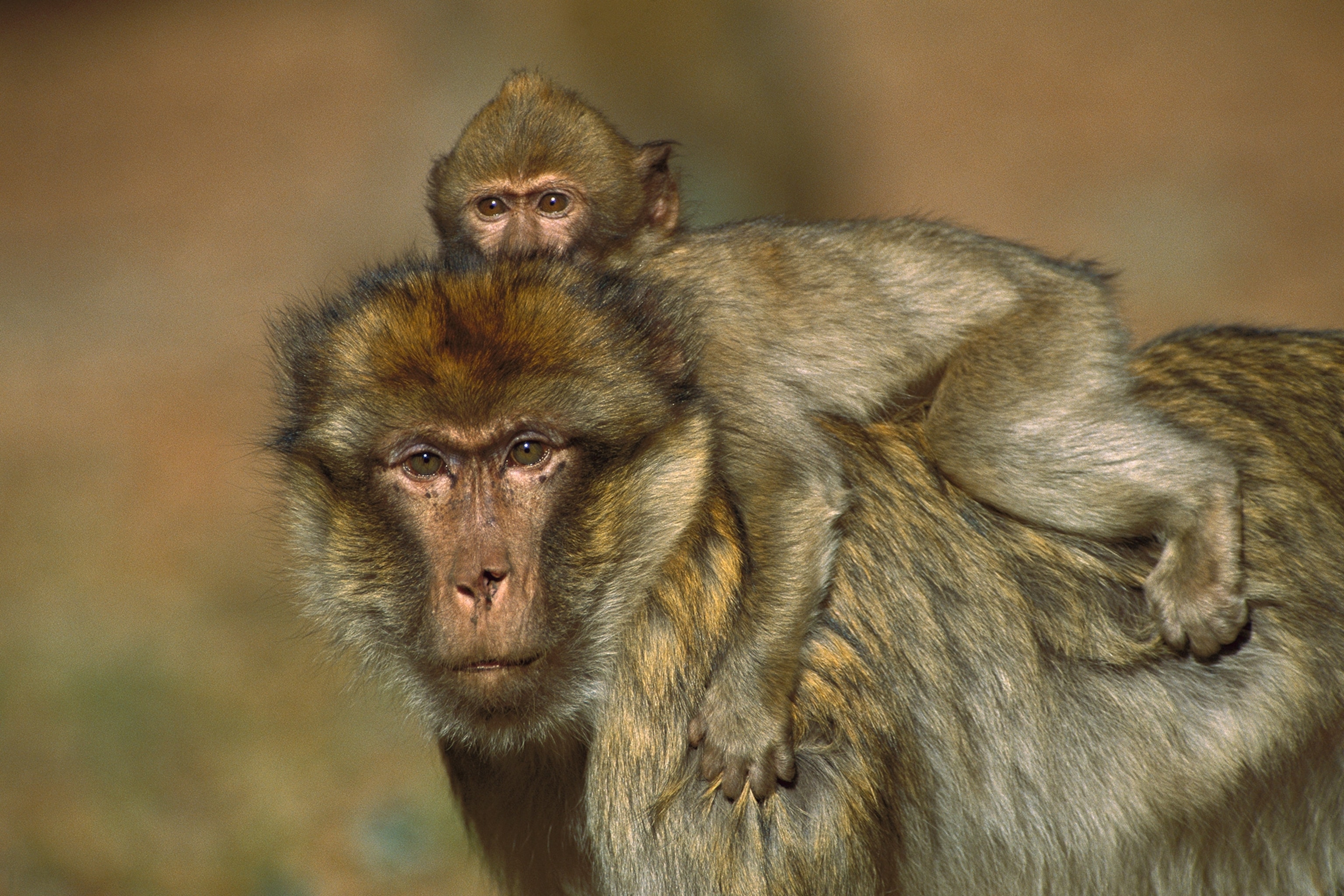 a barbary macaque infant riding on the back of an adult male