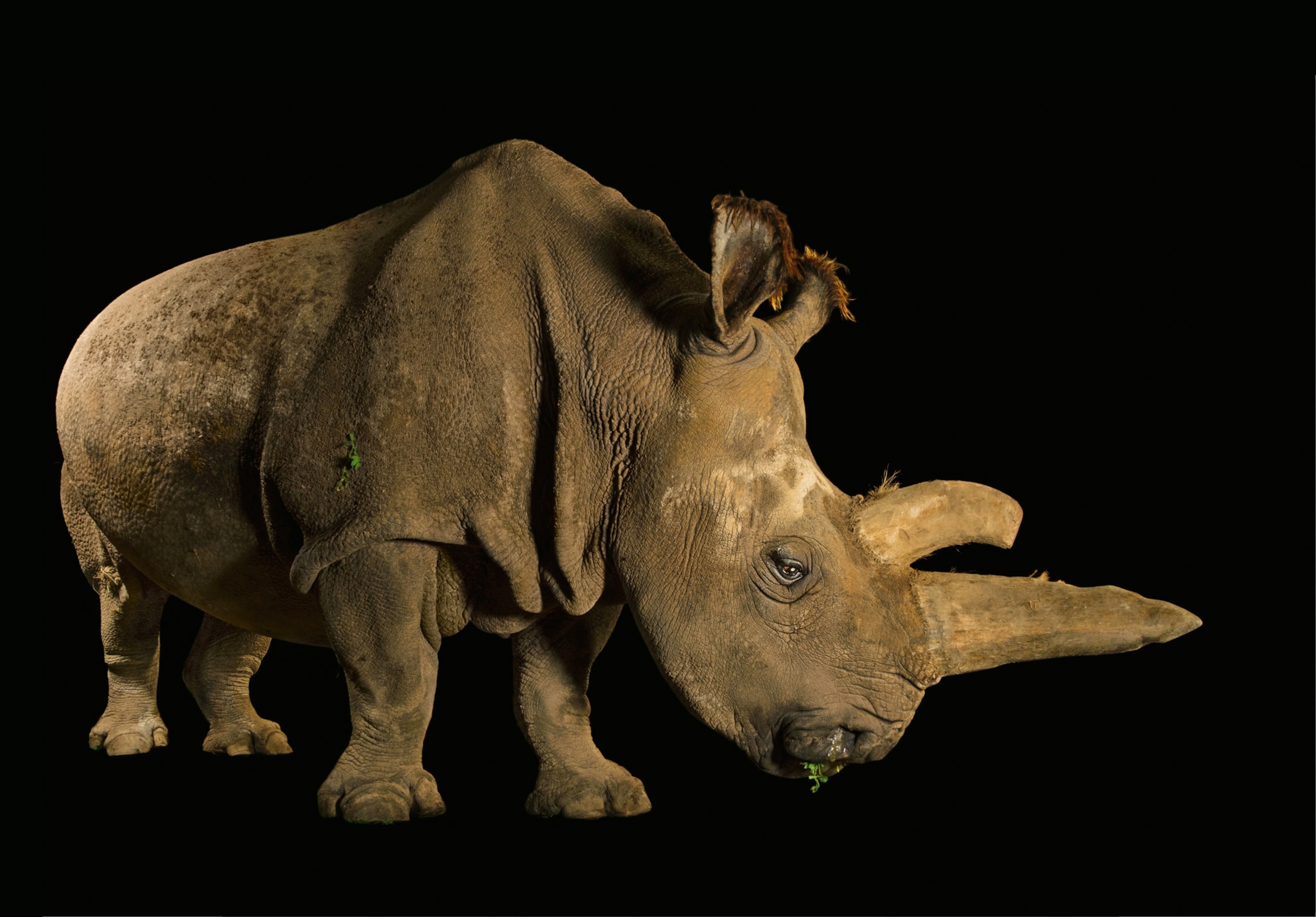 a northern white rhinoceros
