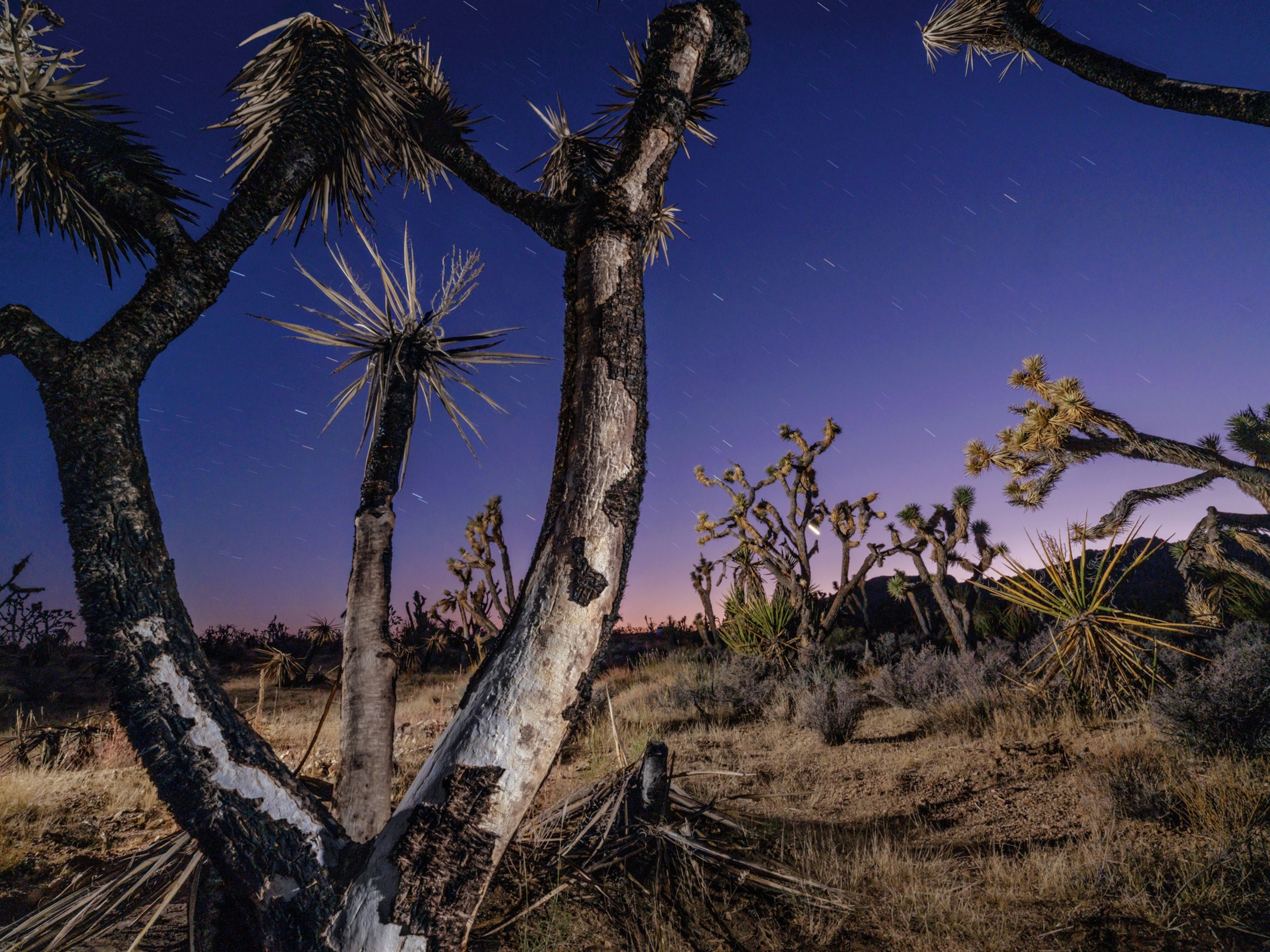Picture of Joshua tree at dark.