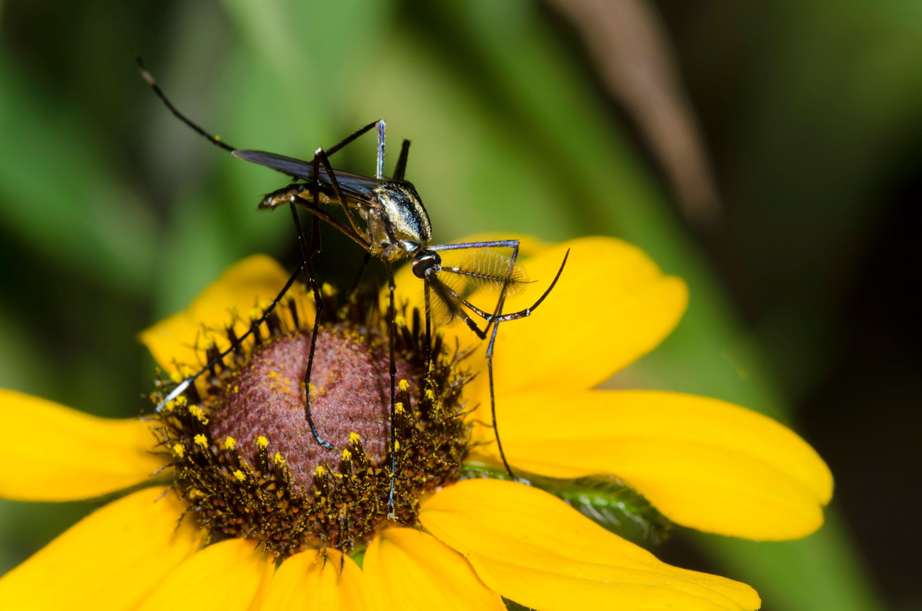 A close up image of a mosquito on a yellow flower.