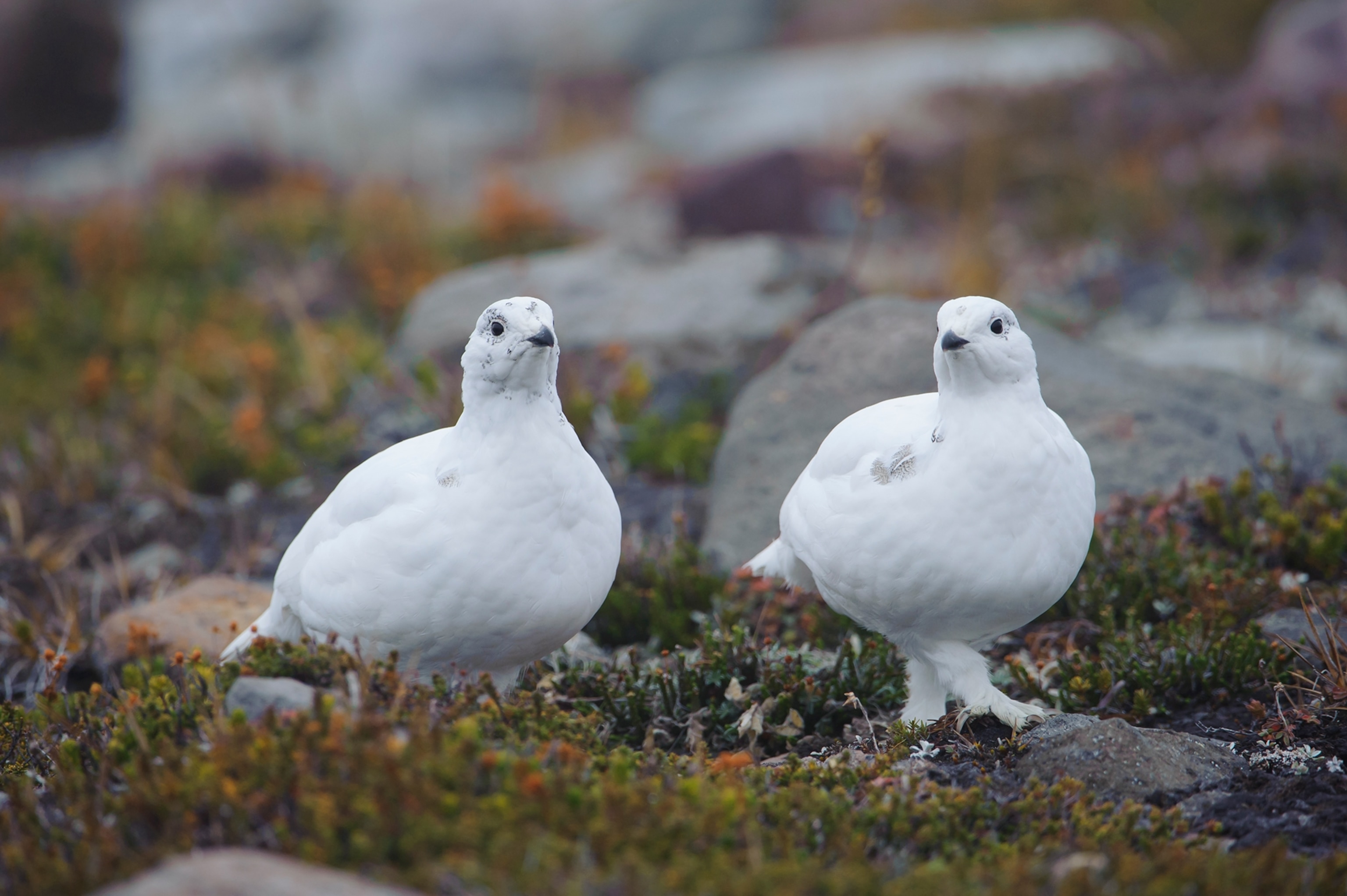 Two white birdds stand together in brush.