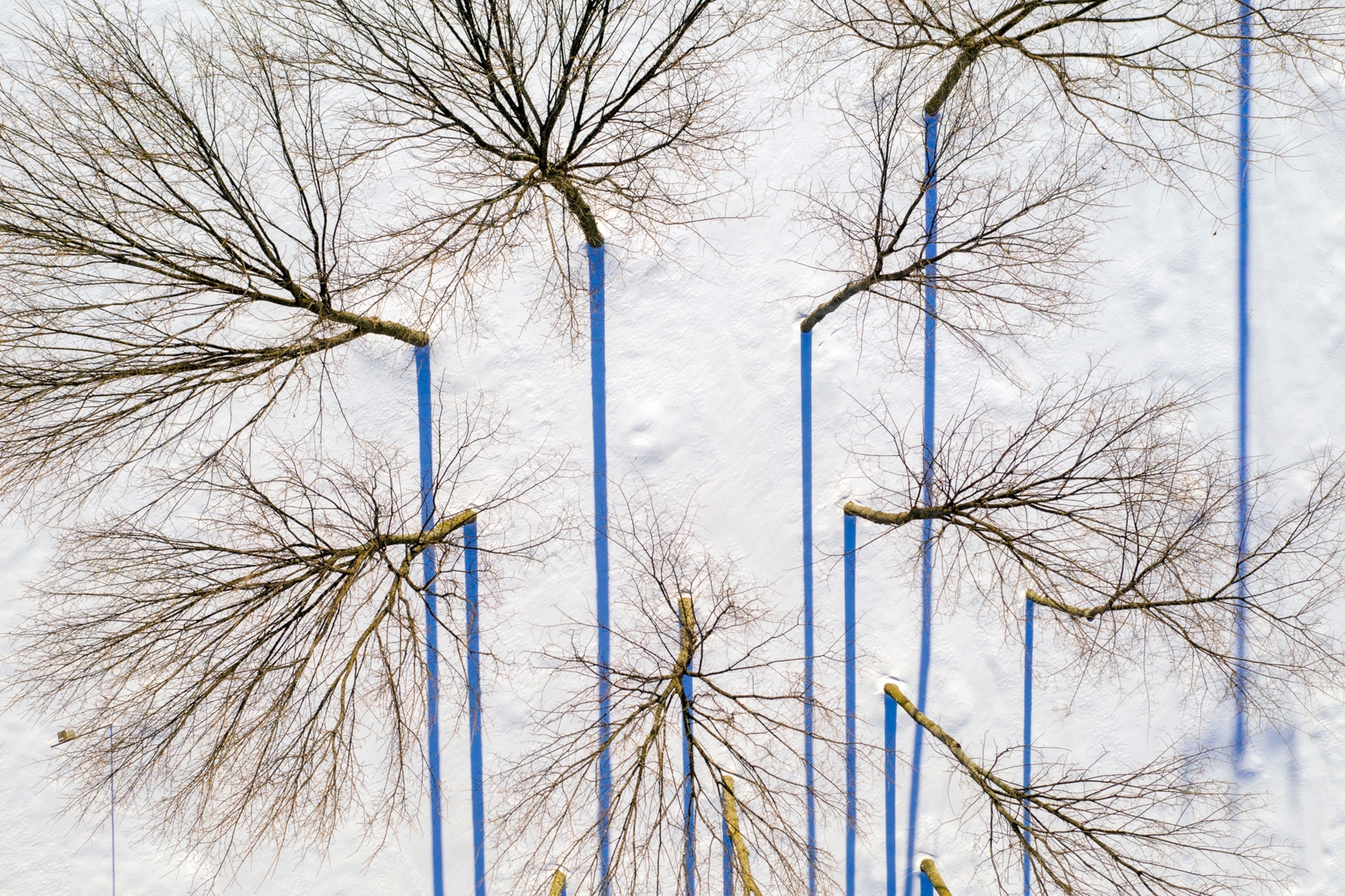 trees in Sudbury, Vermont
