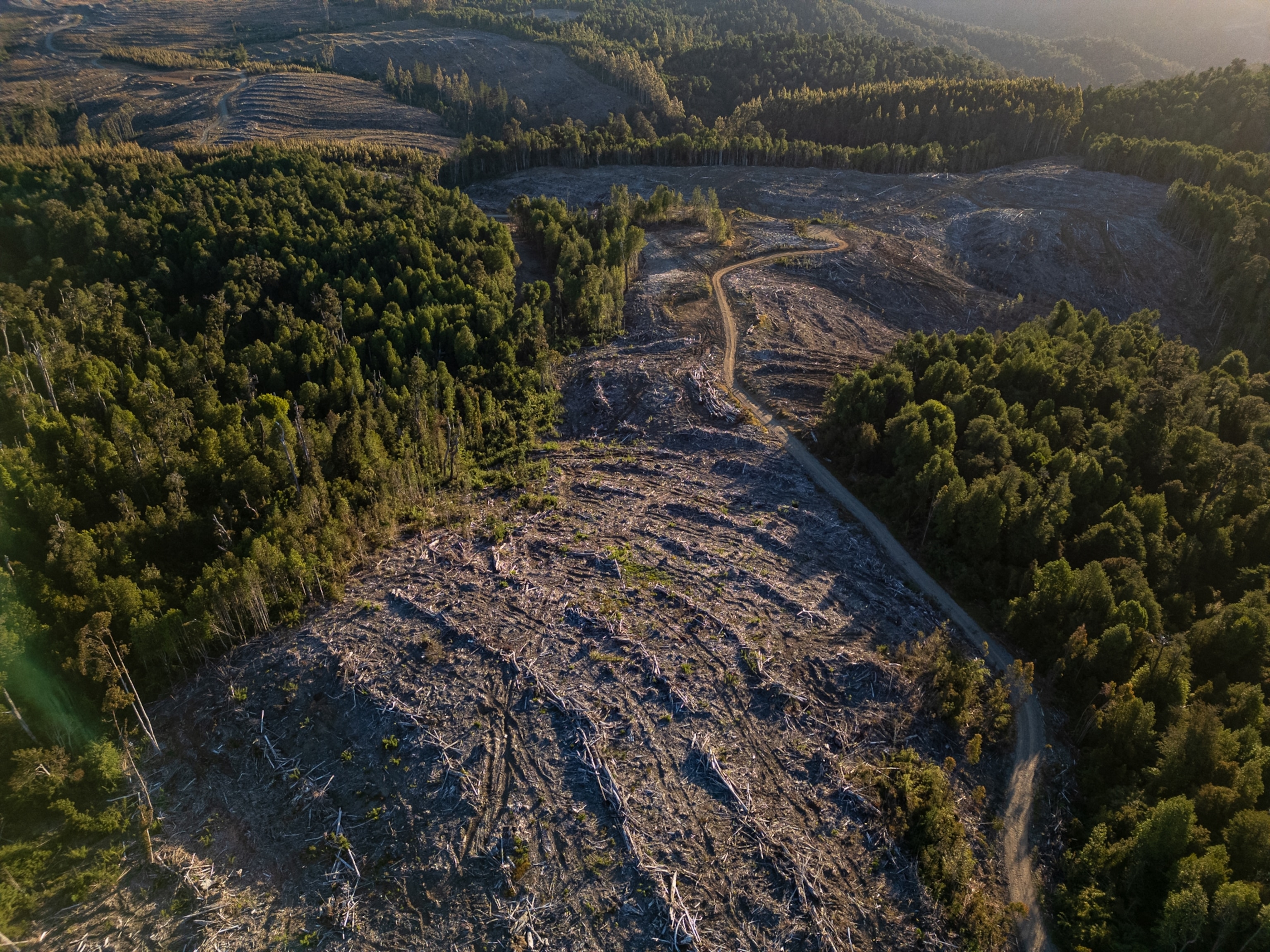 The destruction of the forest is evident with large patches of tall trees completely gone from the scenery.