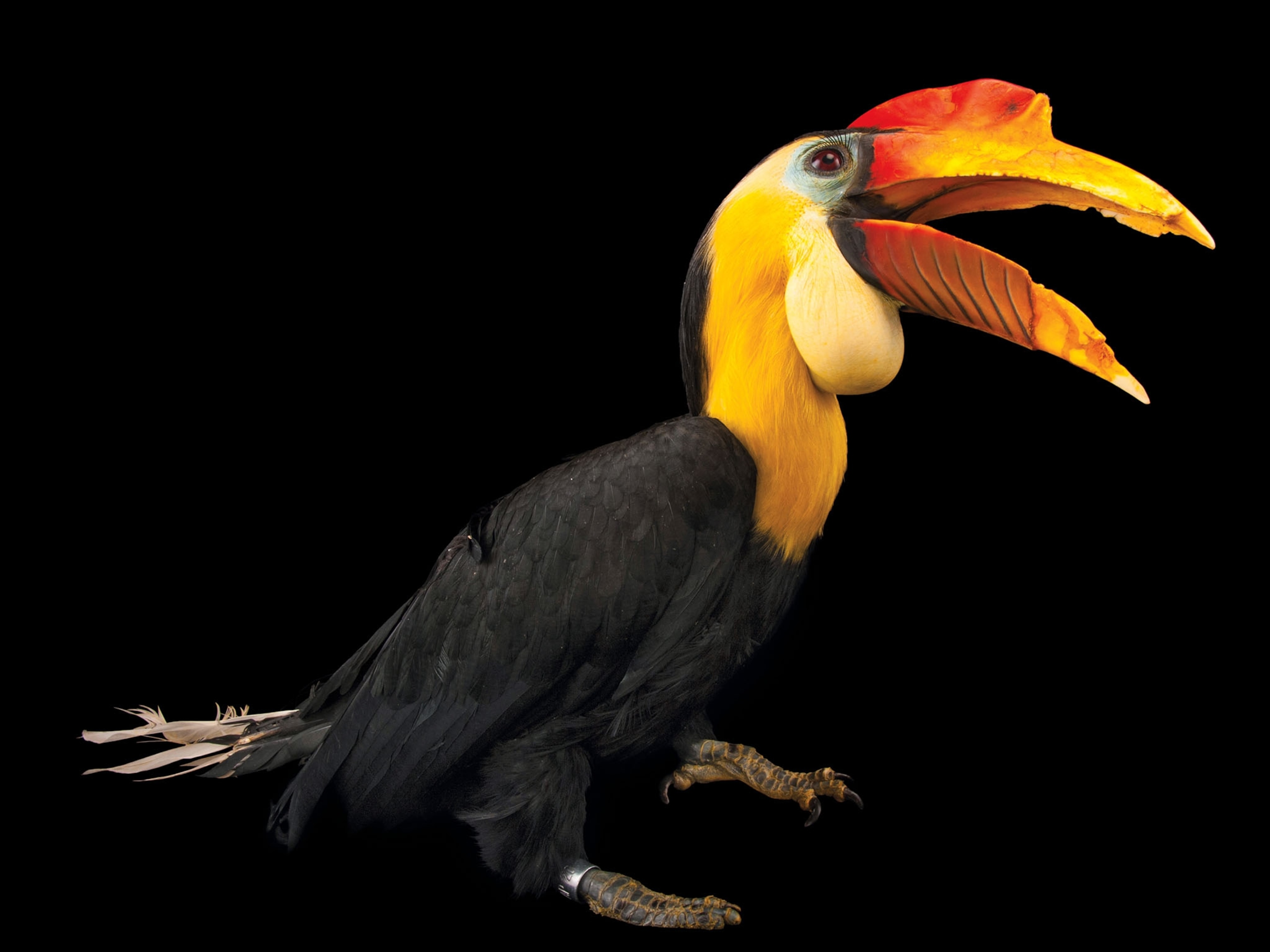 a wrinked hornbill