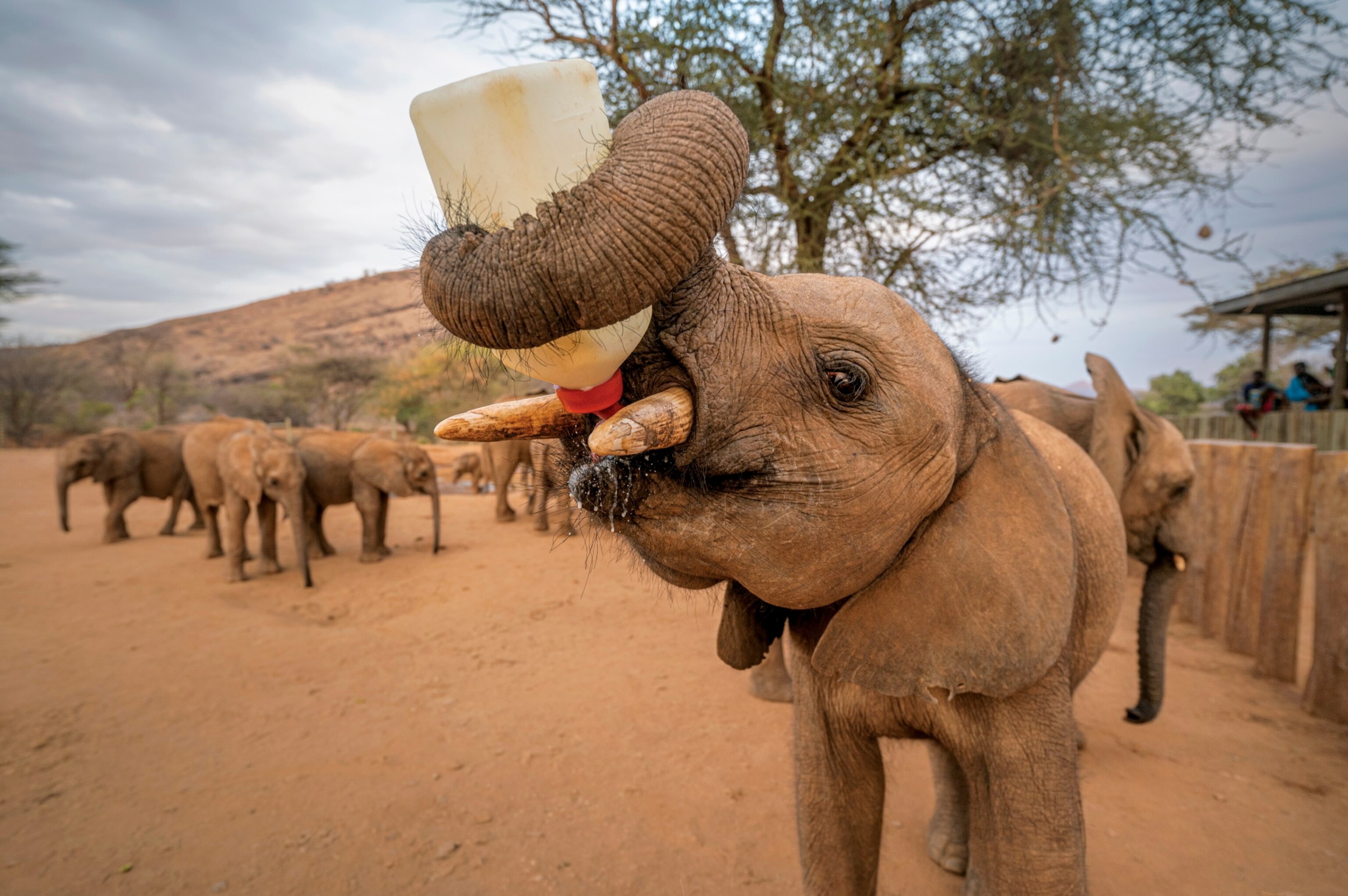 Picture of an elephant in a sanctuary