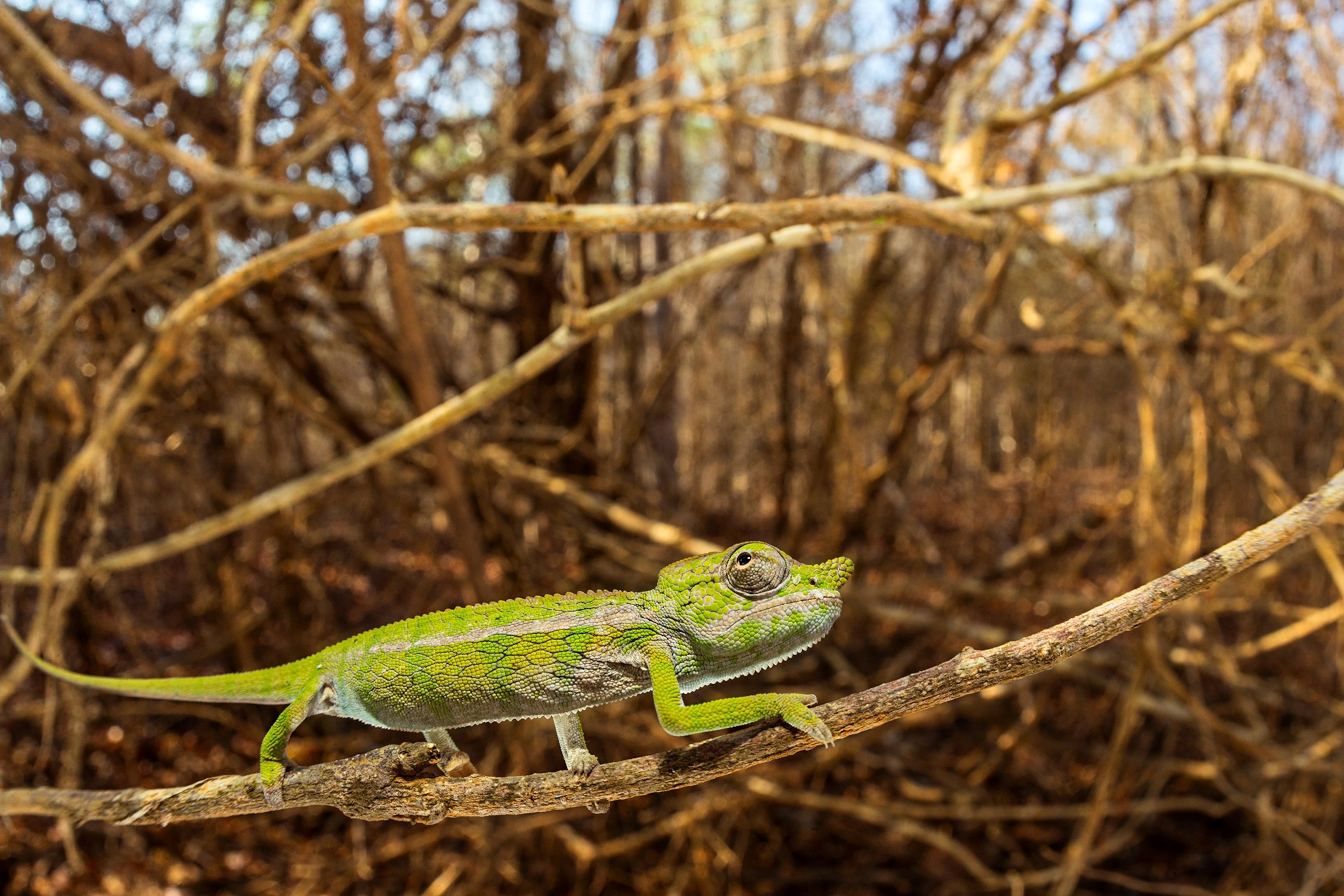 Scaley and green the chameleon walks across a branch.