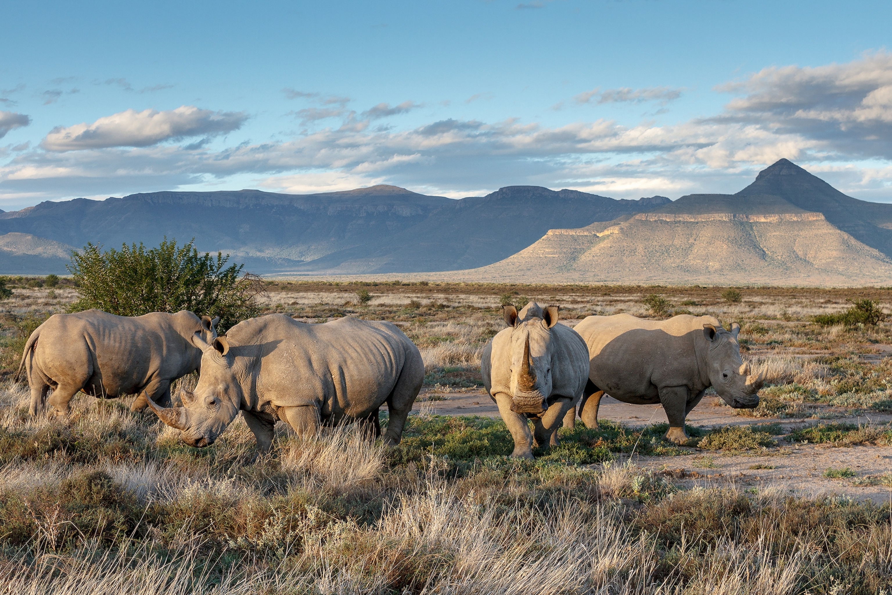 Four white rhinos standing in a grassland desert