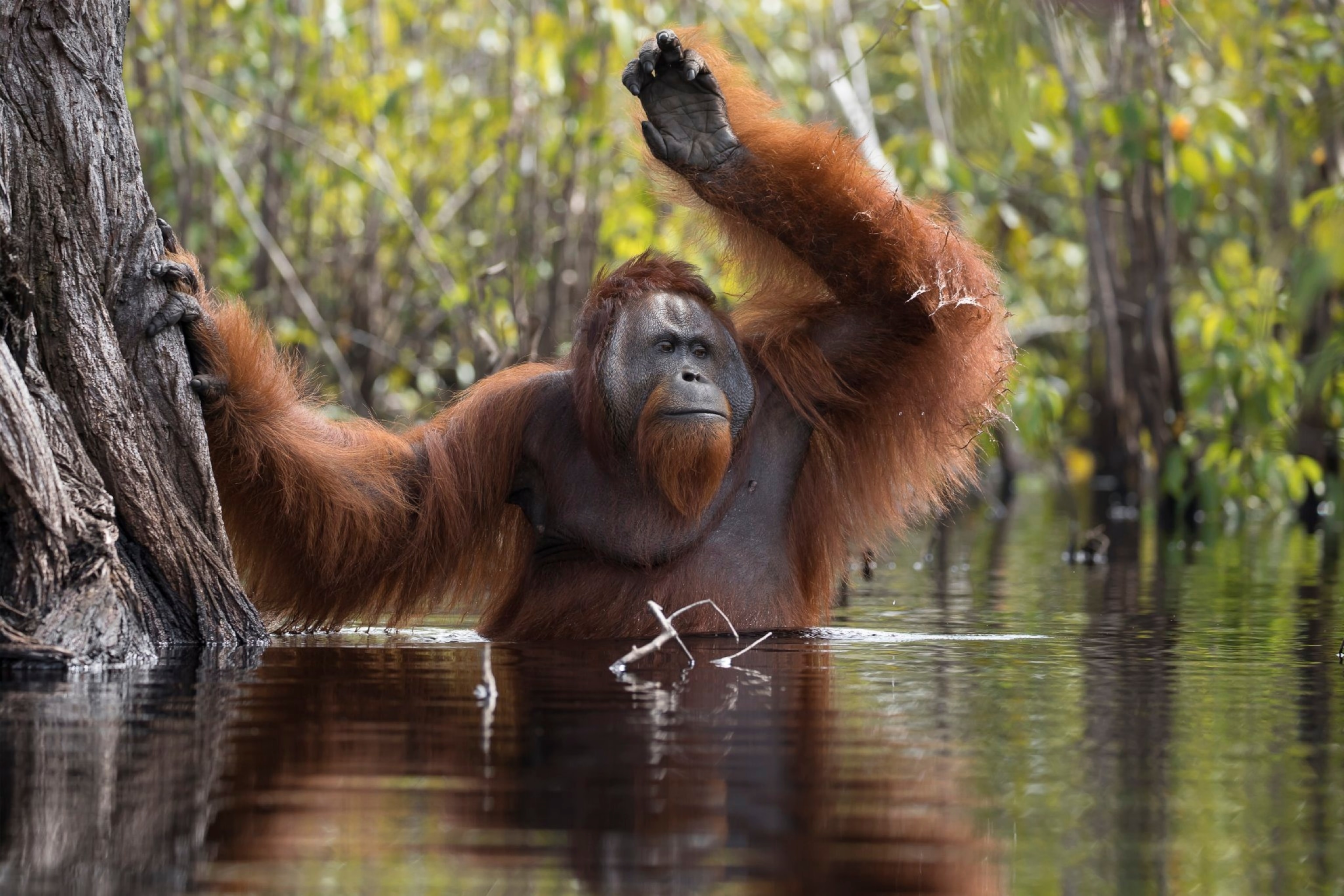 Orangutan crosses Sekoyner River, Borneo, Indonesia.