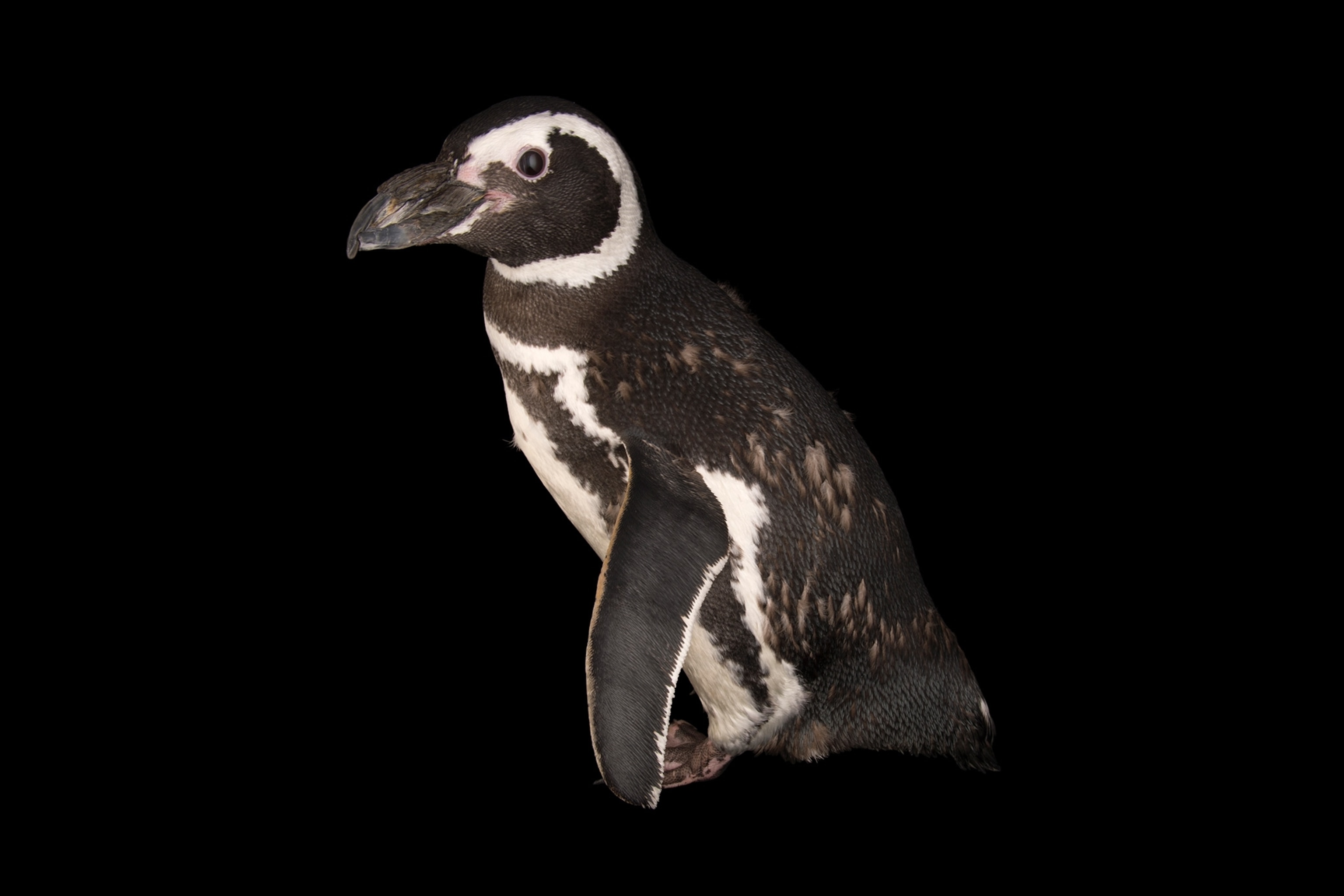 a magellanic penguin
