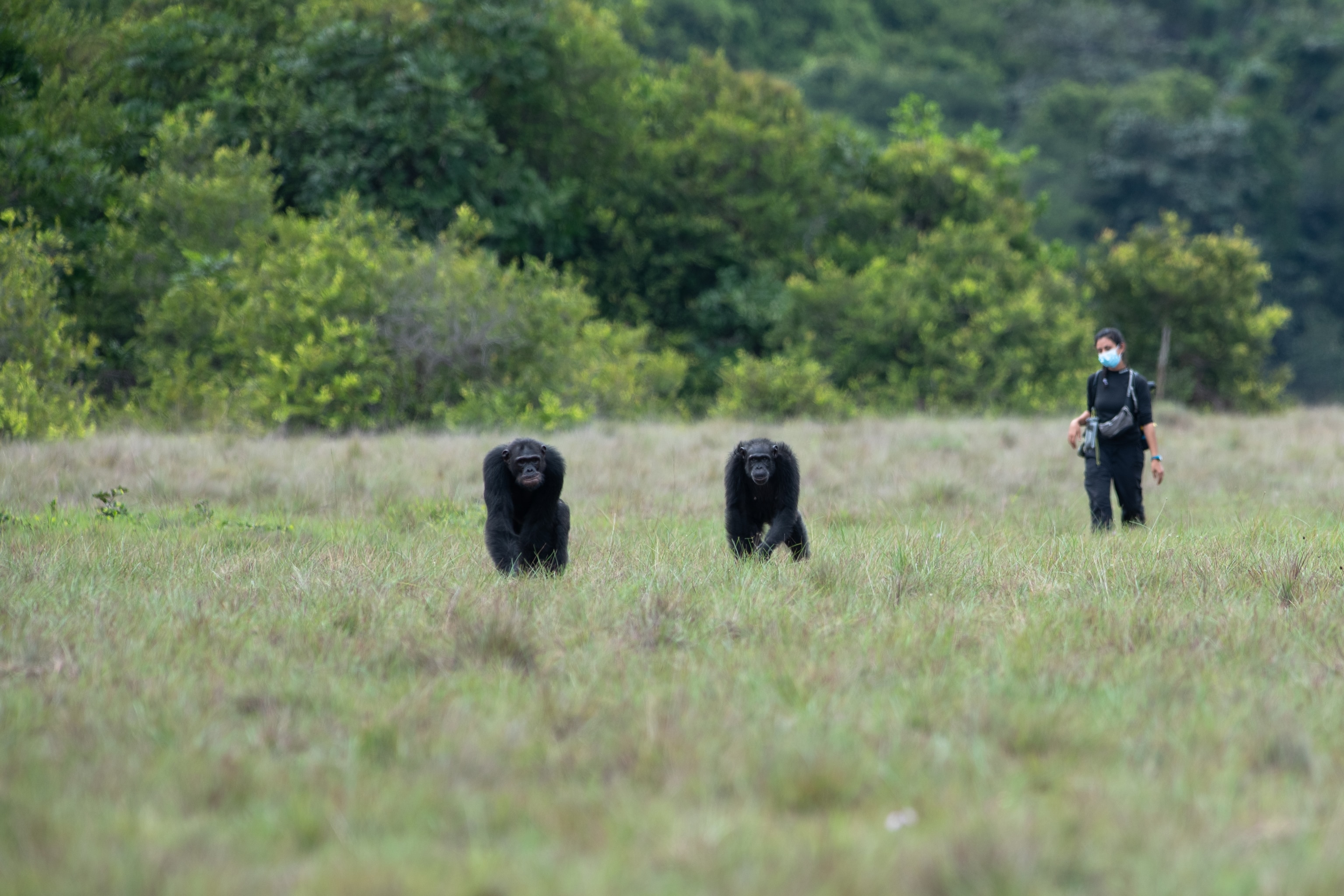 Researcher gazes at chimps in the grass of the savannah grass.