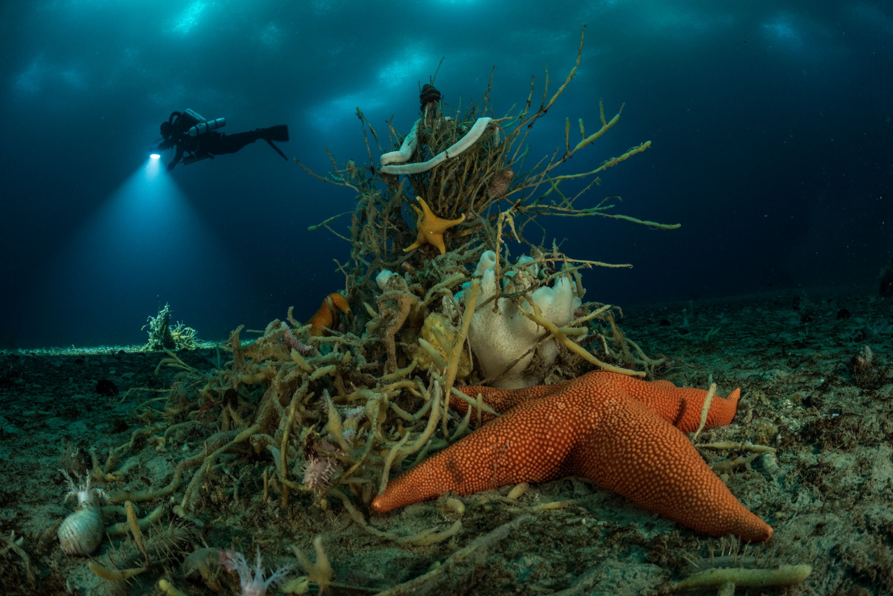 an orange sea star on a bed of green sea plants on the ocean floor