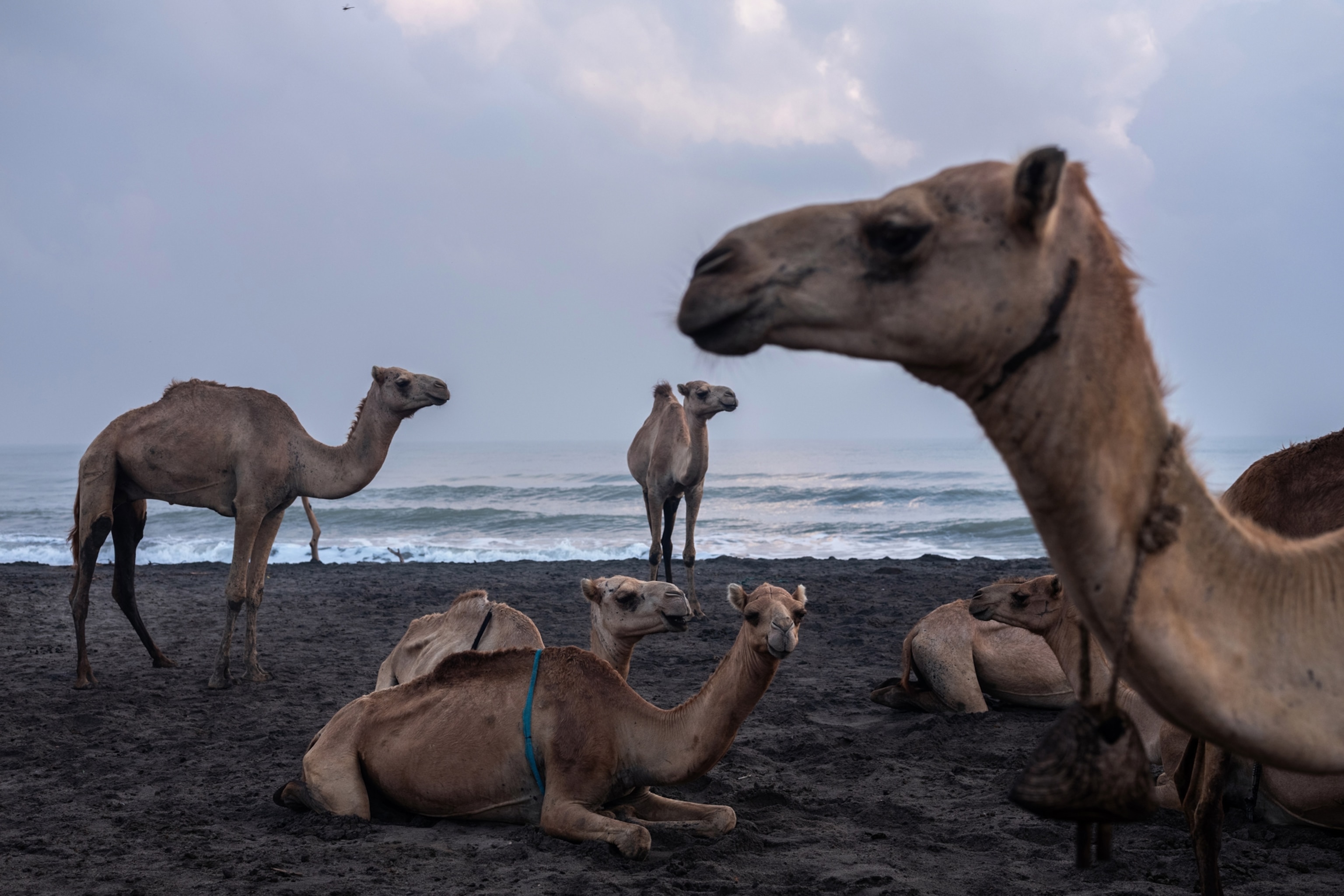 camel profiles on beach