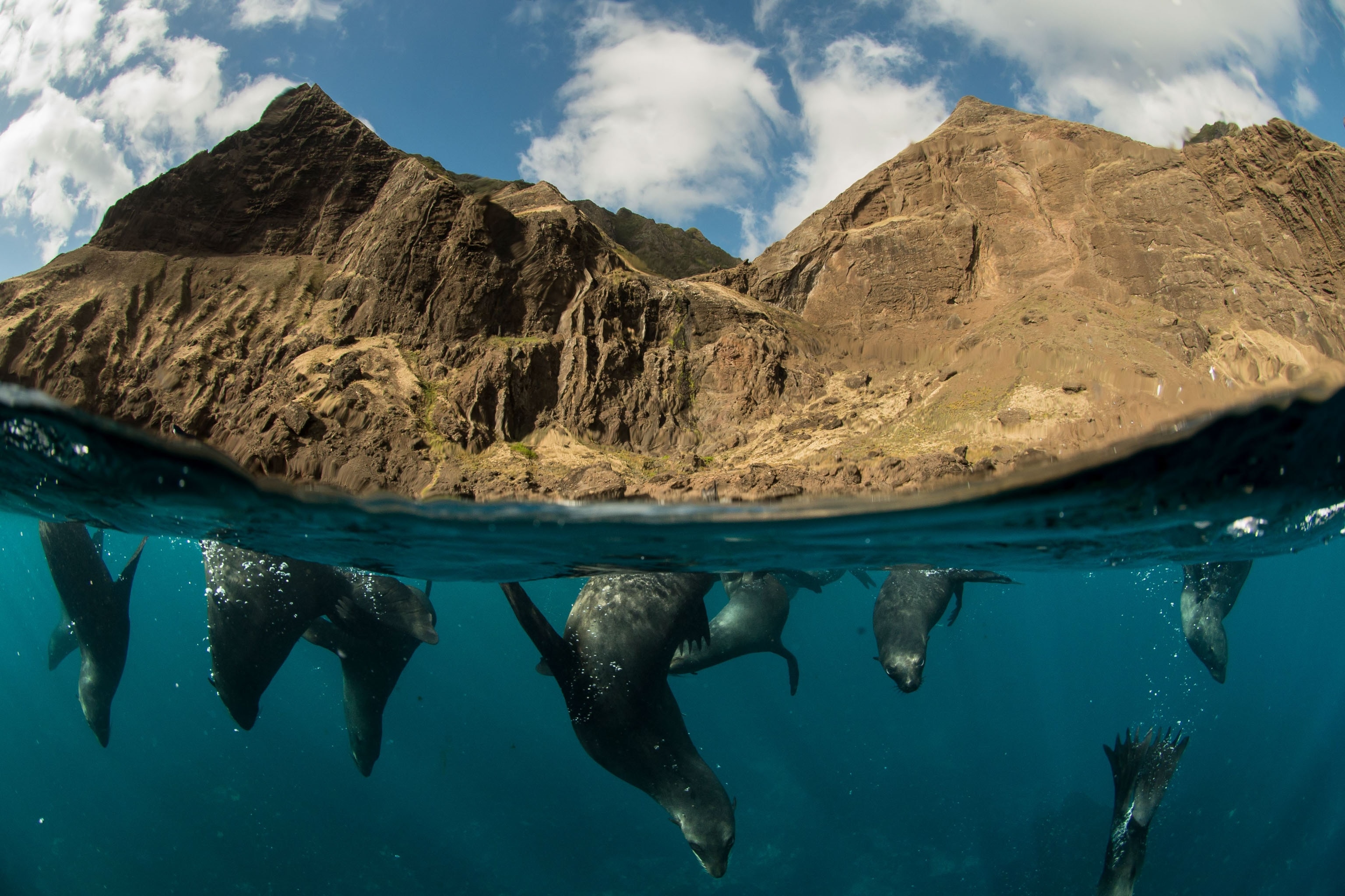 The Juan Fernández sea lion