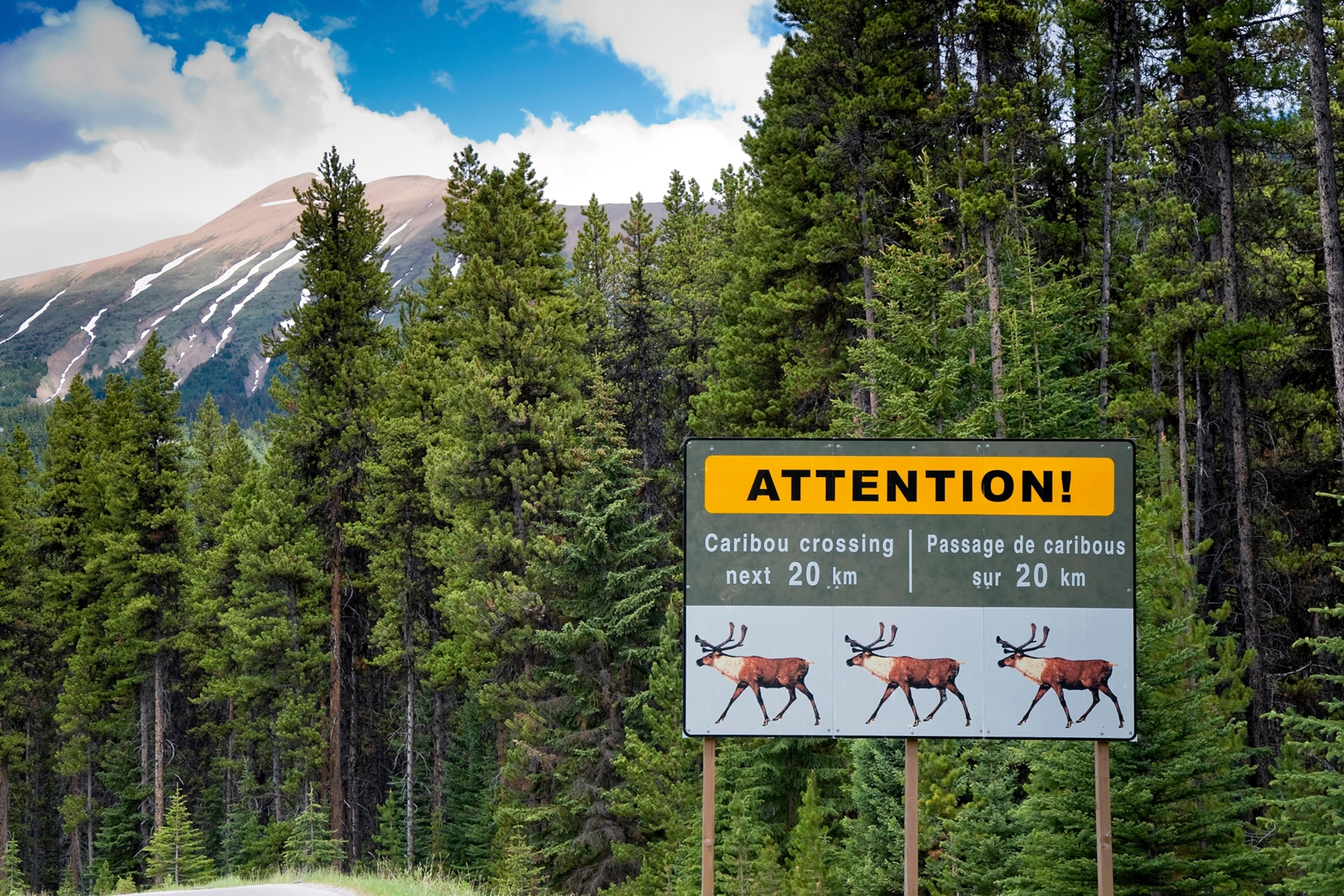 A sign warning of caribou crossing on Icefields Parkway.