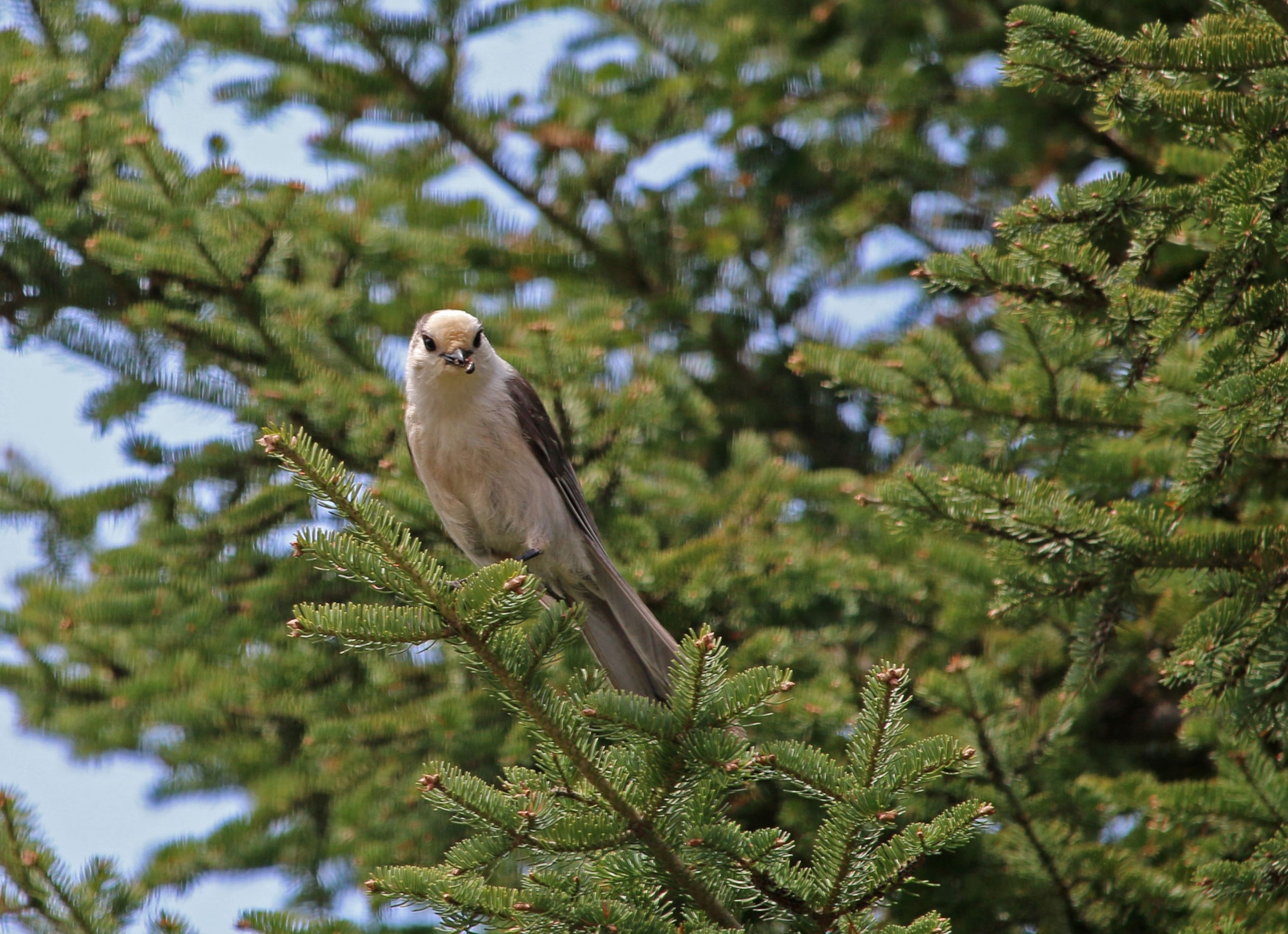 a gray jay in a pine tree