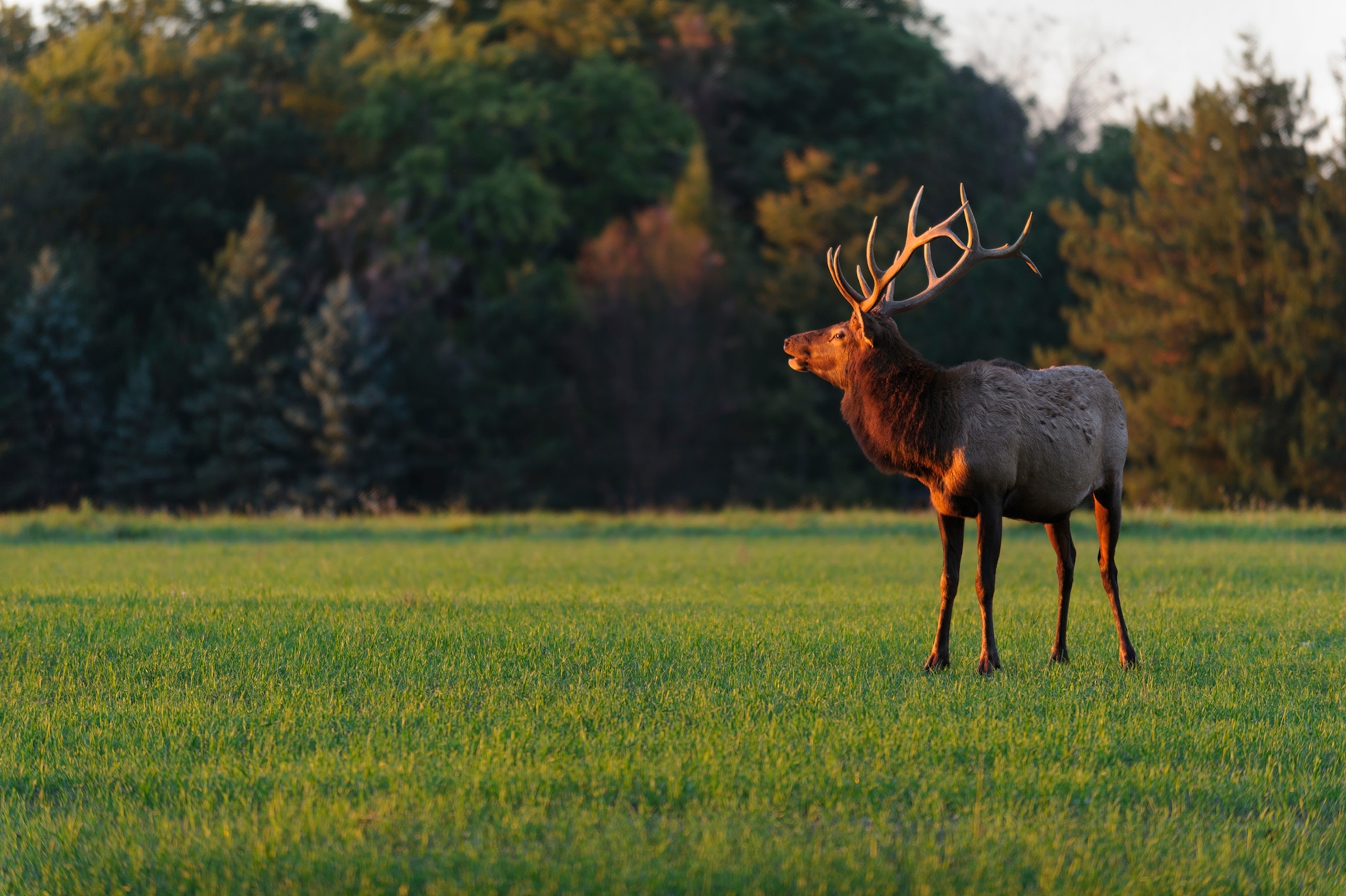 An Elk on the lawn illuminated by warm sunlight.