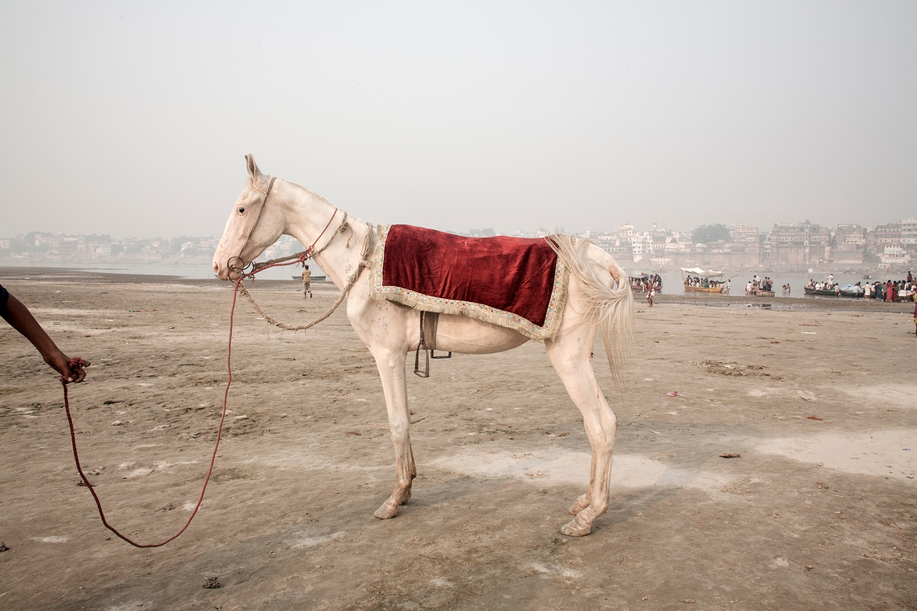 horse