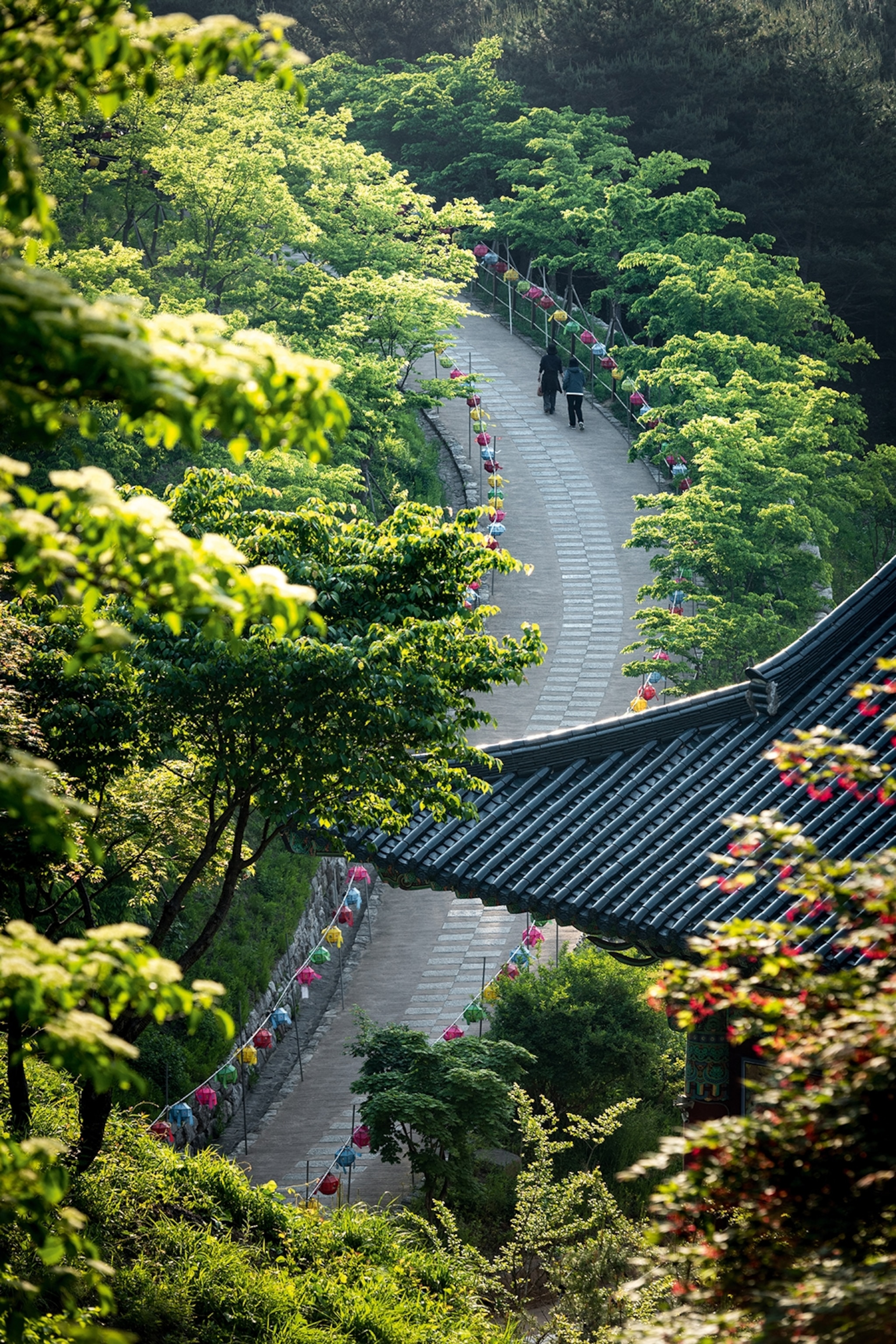 Path running through trees with colourful temples lining the path