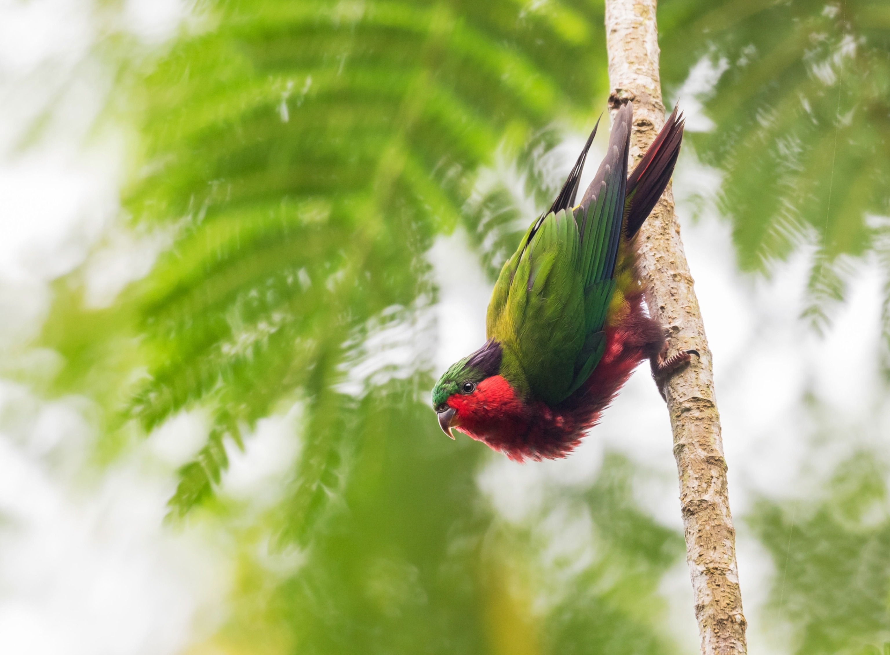 Picture of a Kuhl's lorikeet, showing its bright red underbelly and emerald green feathers.