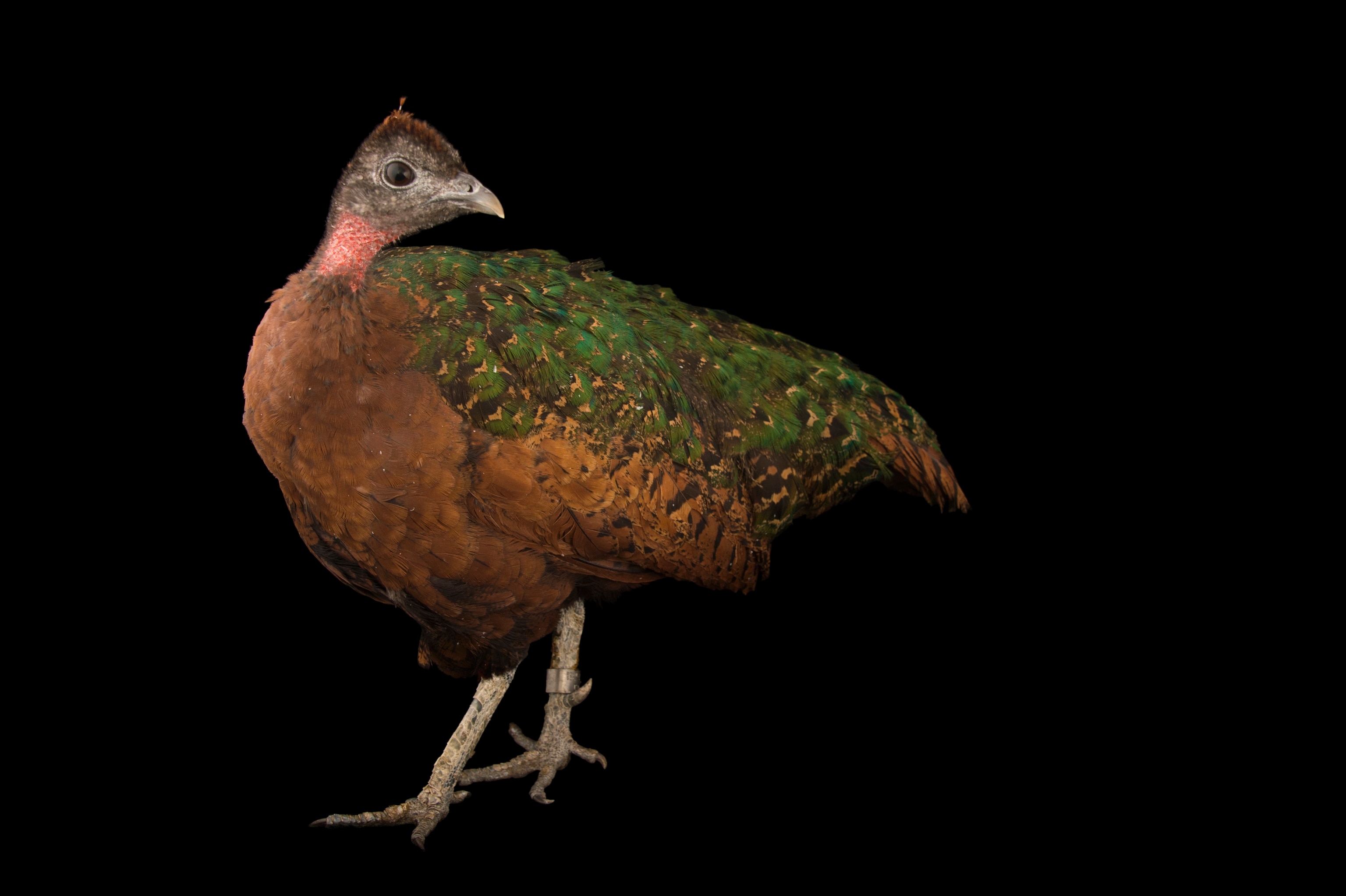 A congo Peacock looks the the right as while stepping towards the left Brown and green feathers around its body.