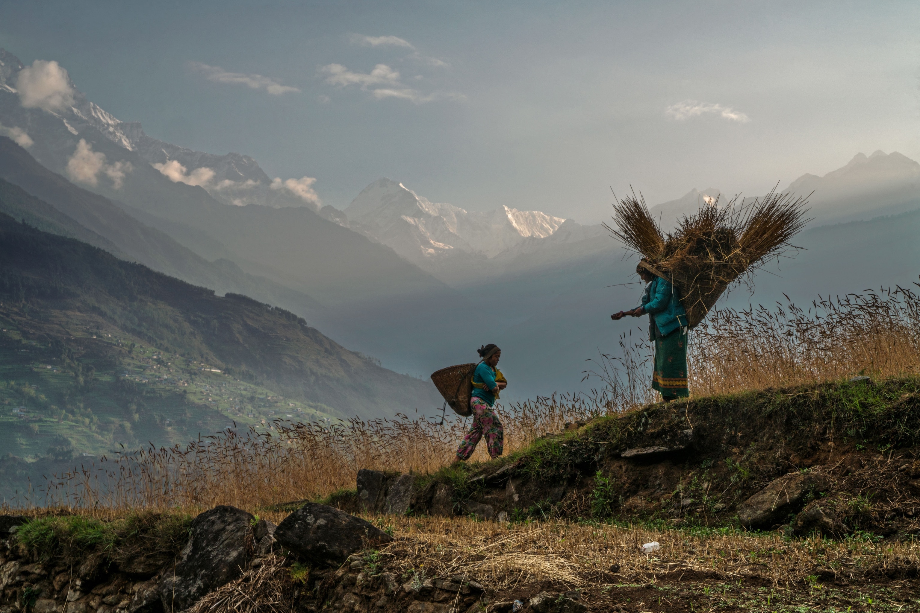 women carrying wheat on the field