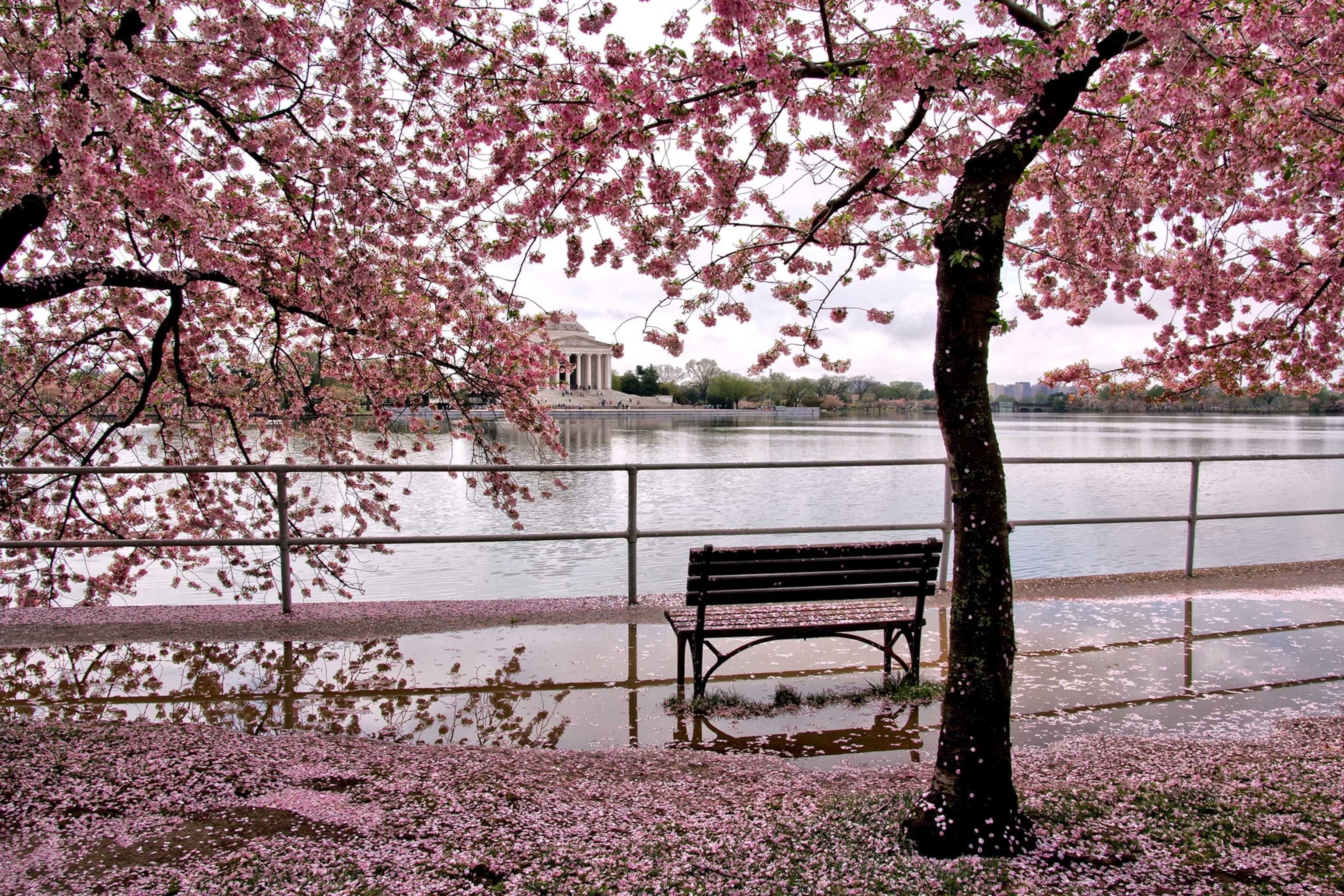 Cherry blossoms