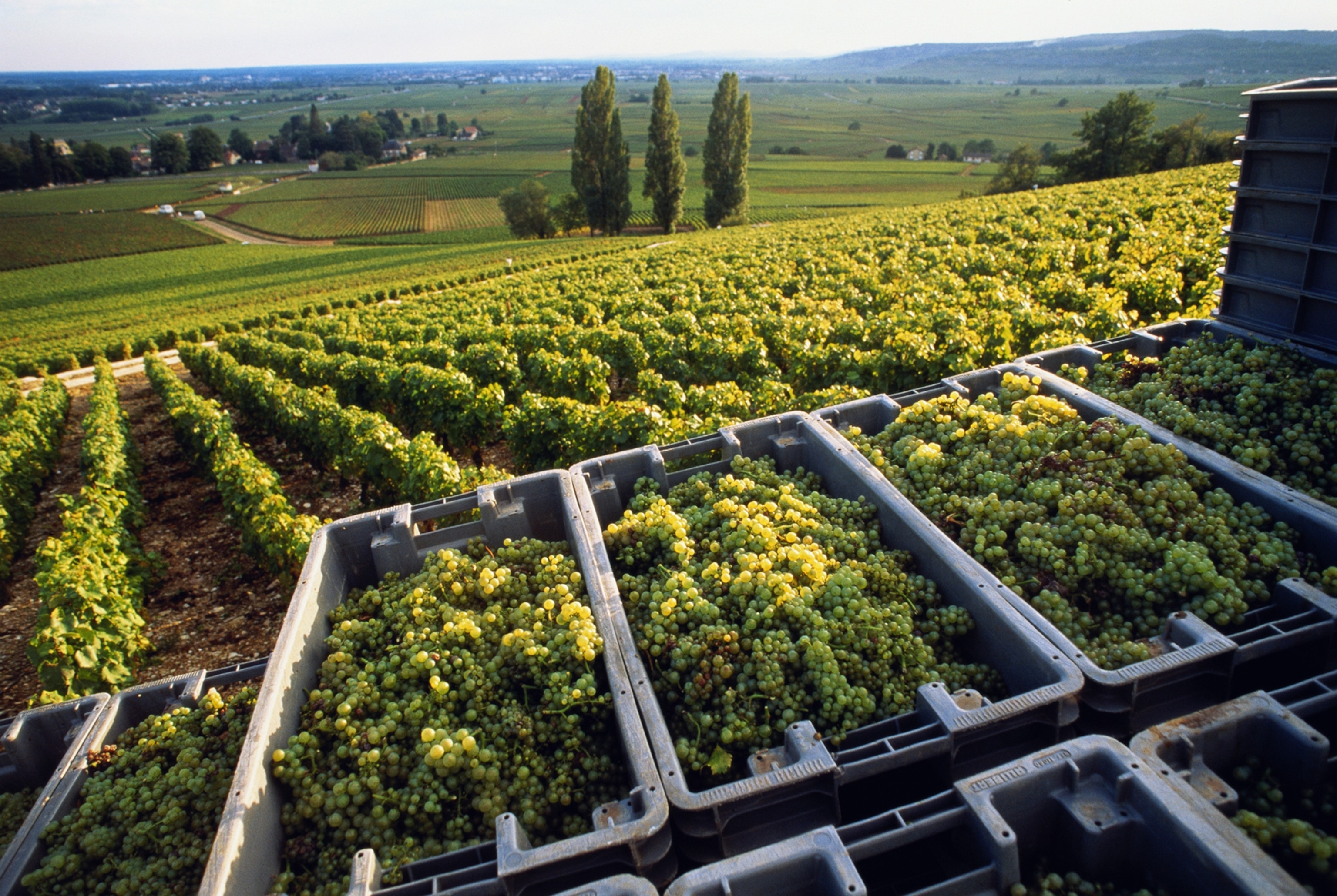vineyard in Burgundy, France.