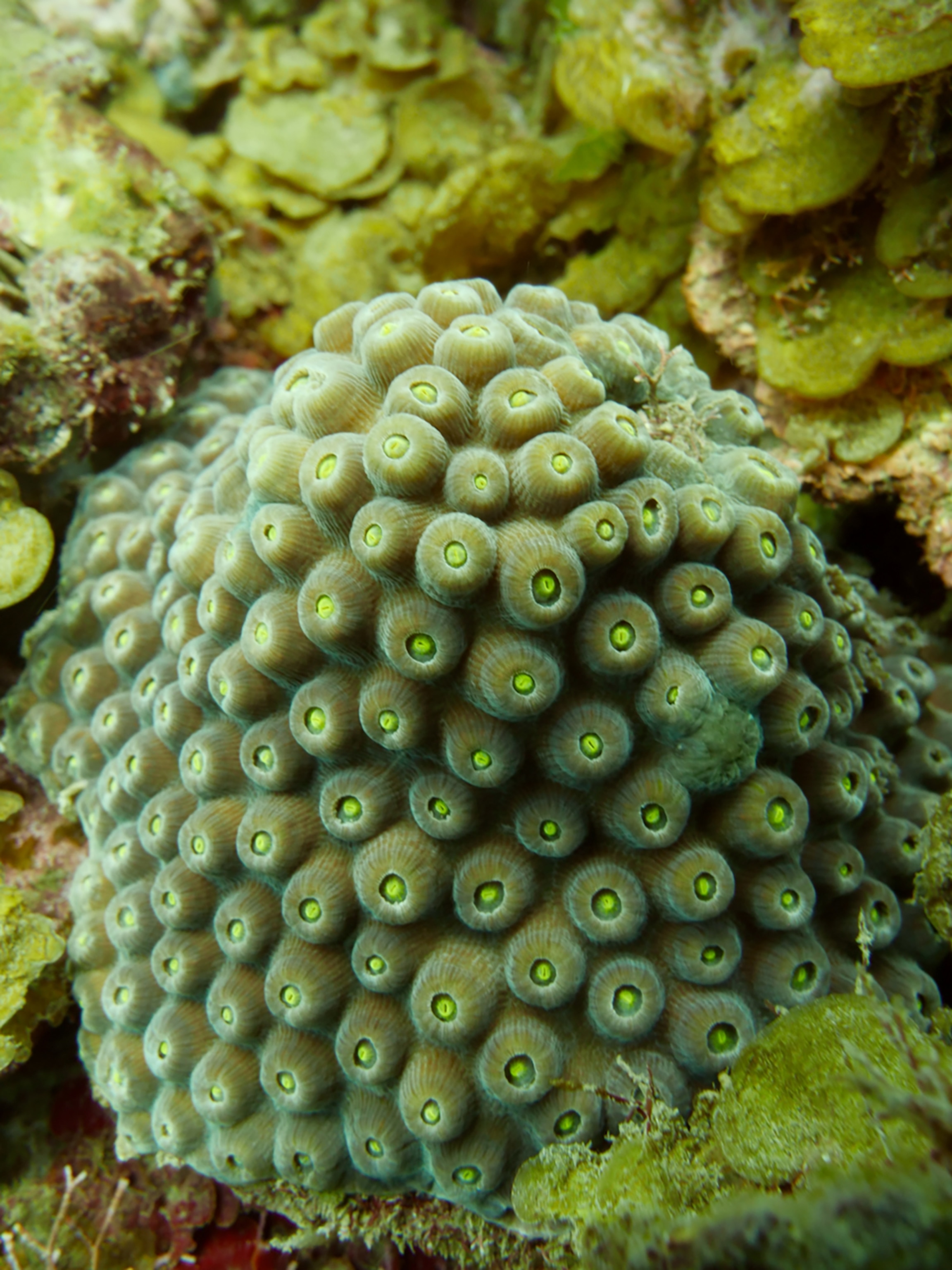 A close view of Great star coral under water