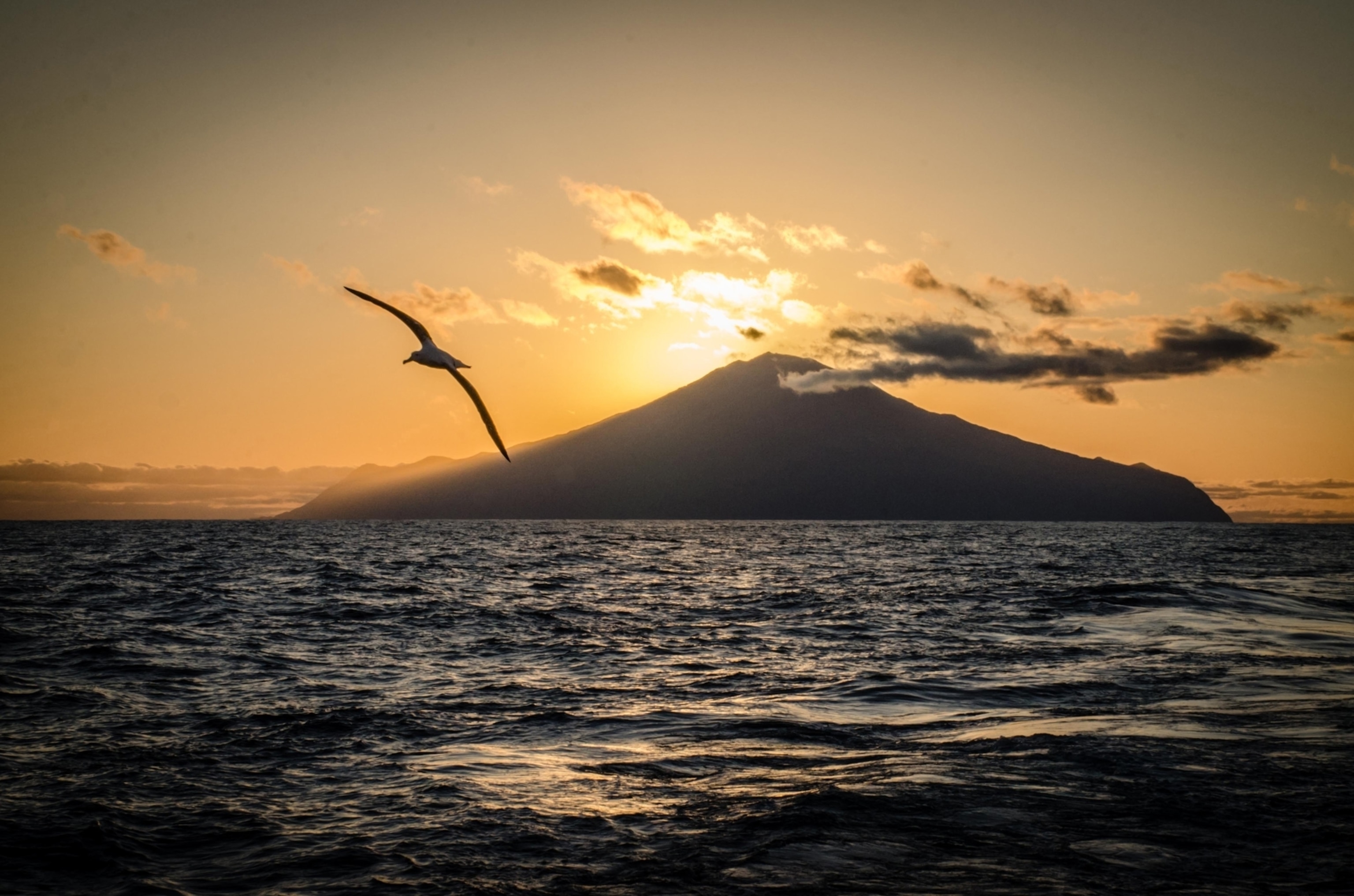 A sea bird flying near Tristan da Cunha Island.