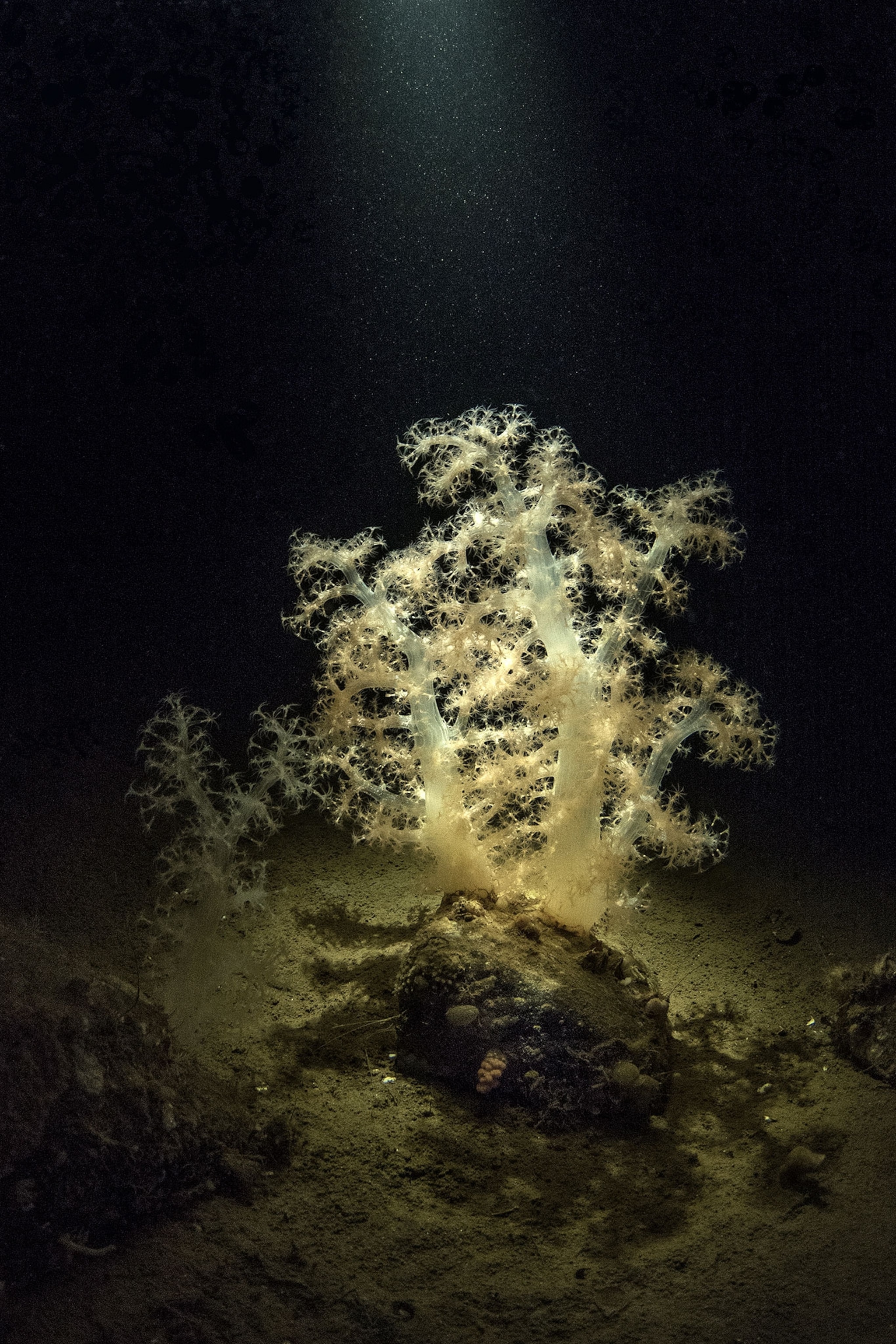 a soft coral