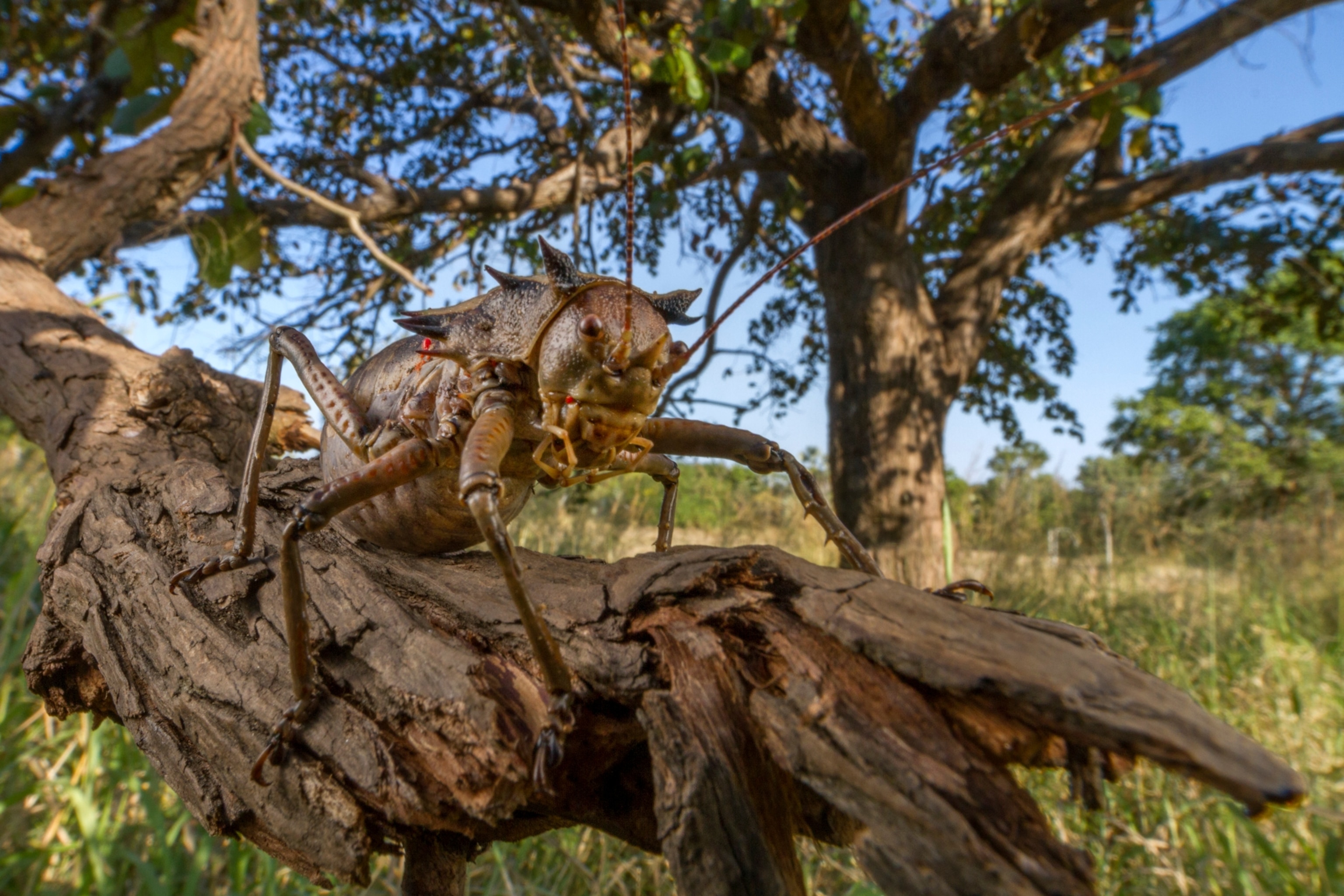 a Peter's armored katydid
